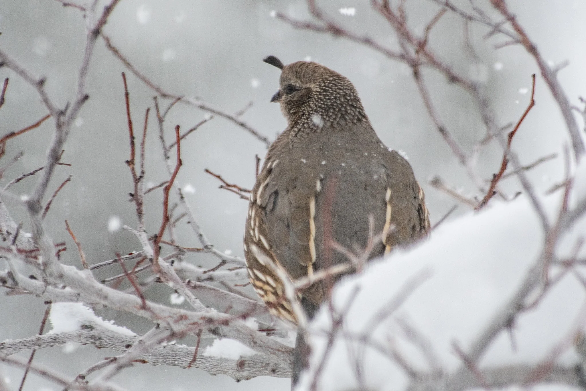 California Quail (Callipepla californica)