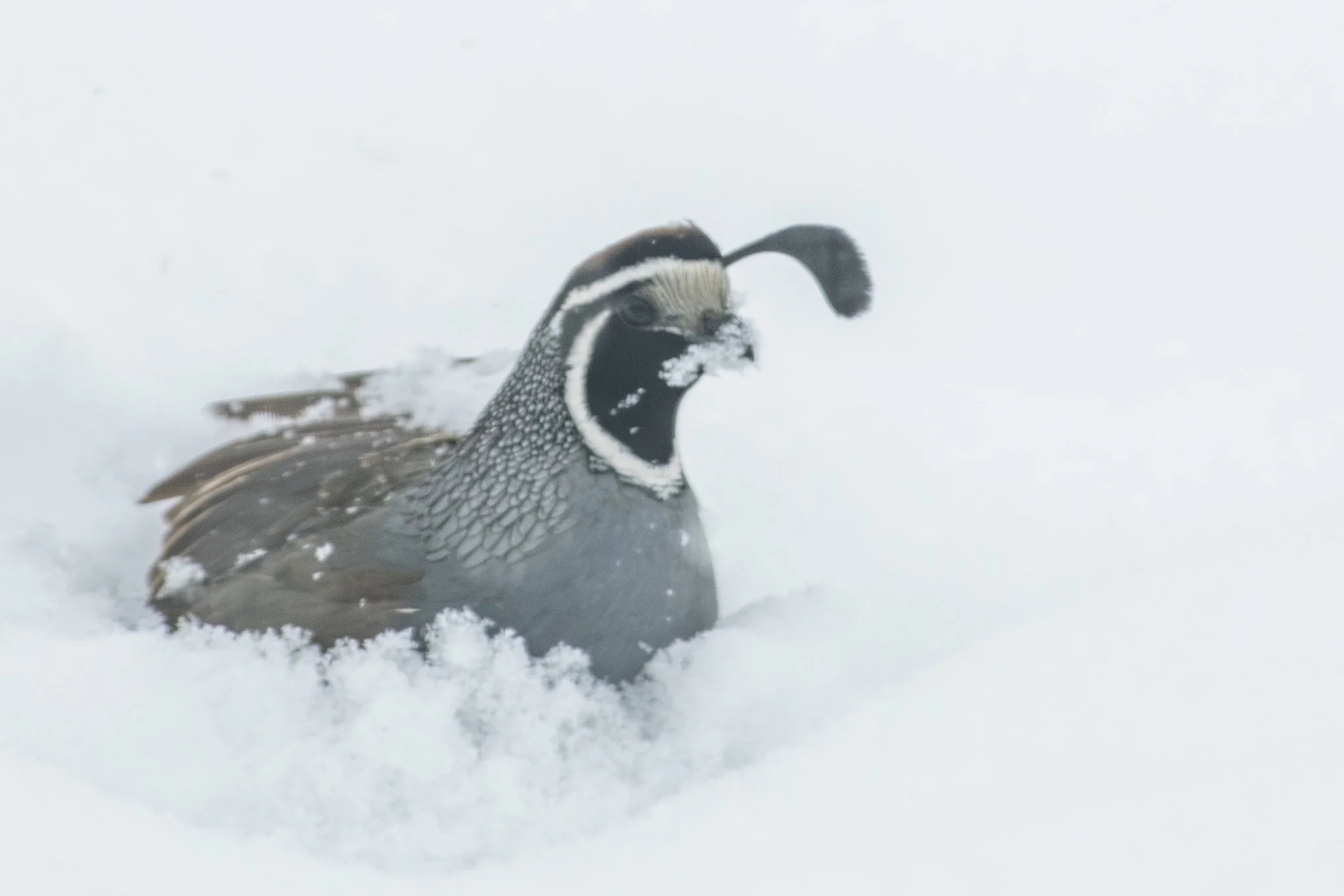 California Quail (Callipepla californica)
