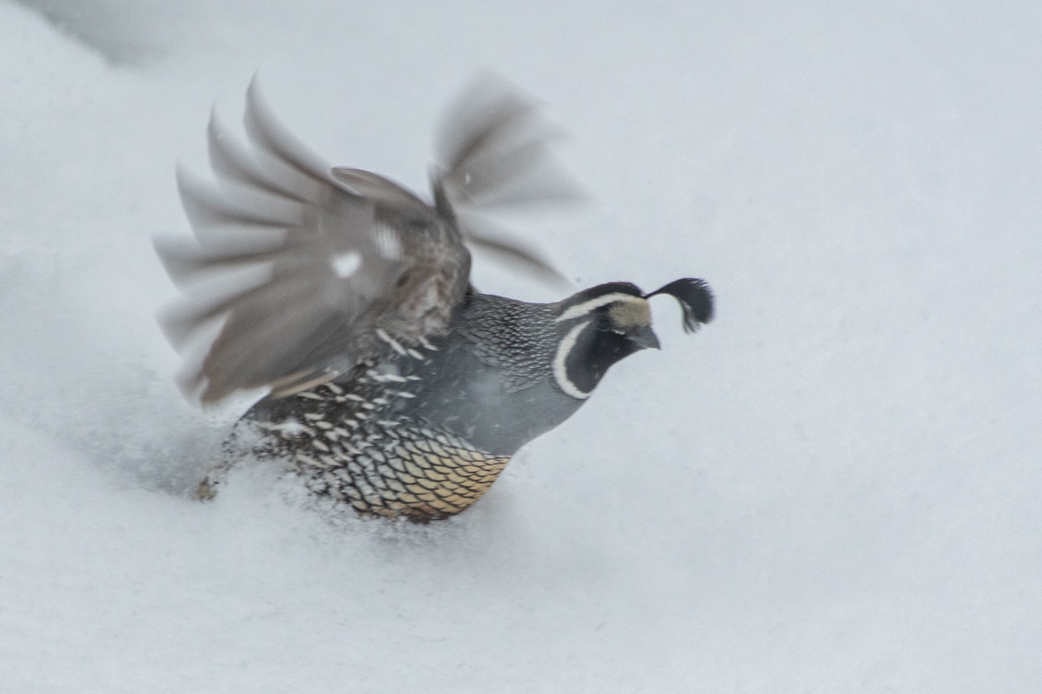 California Quail (Callipepla californica)