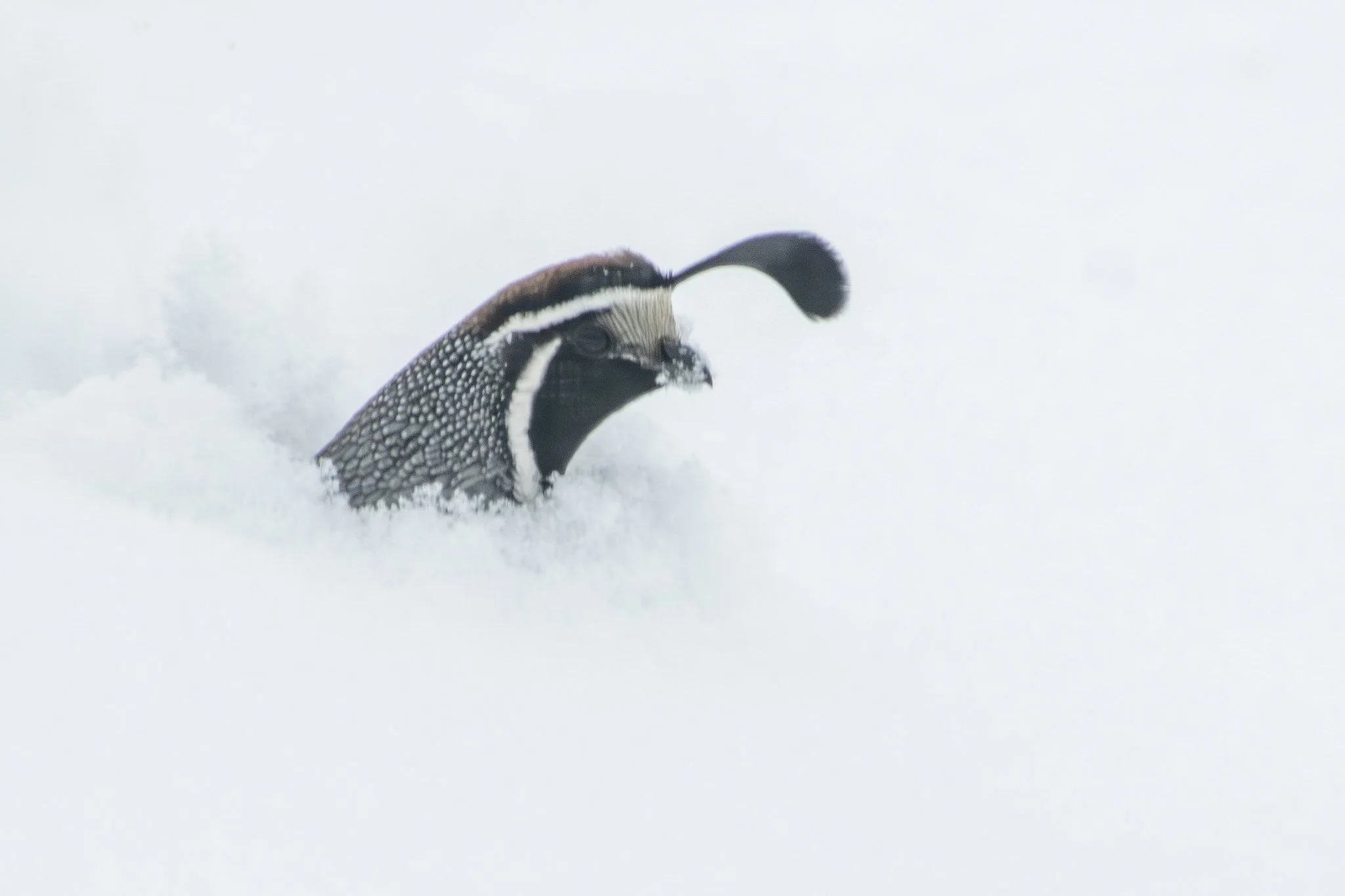 California Quail (Callipepla californica)