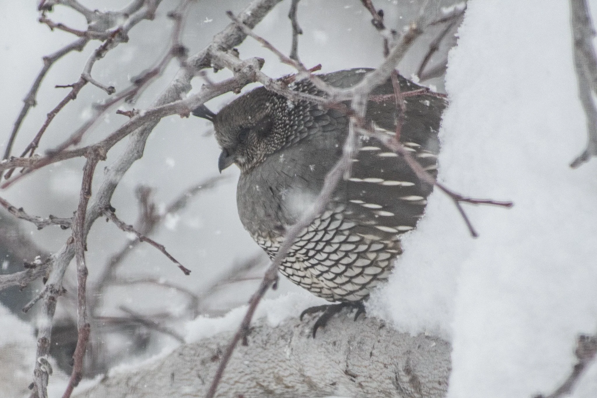 California Quail (Callipepla californica)