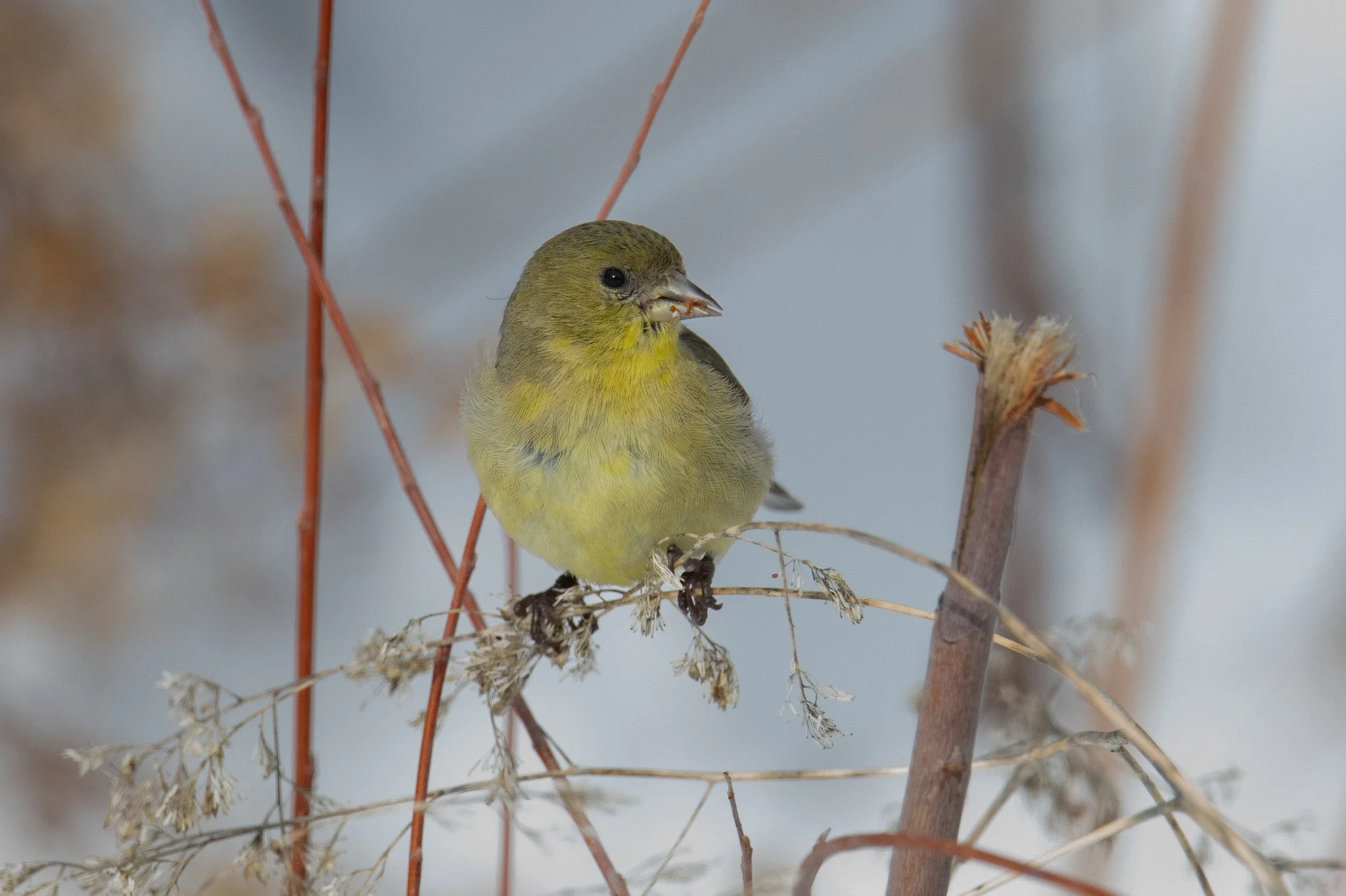 Lesser Goldfinch (Spinus psaltria)