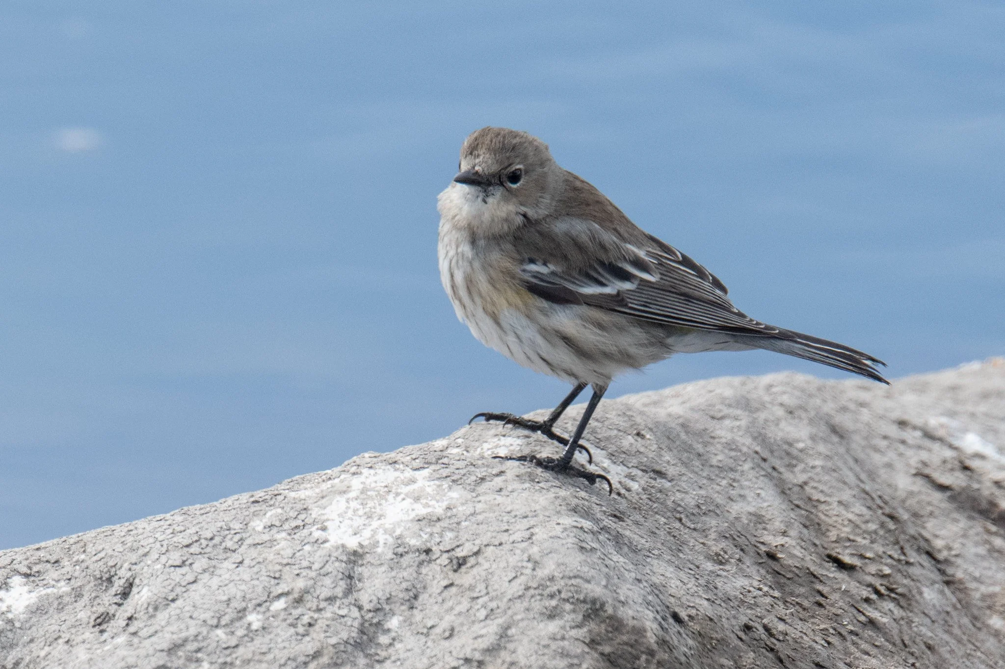 Yellow-rumped Warbler (Setophaga coronata)