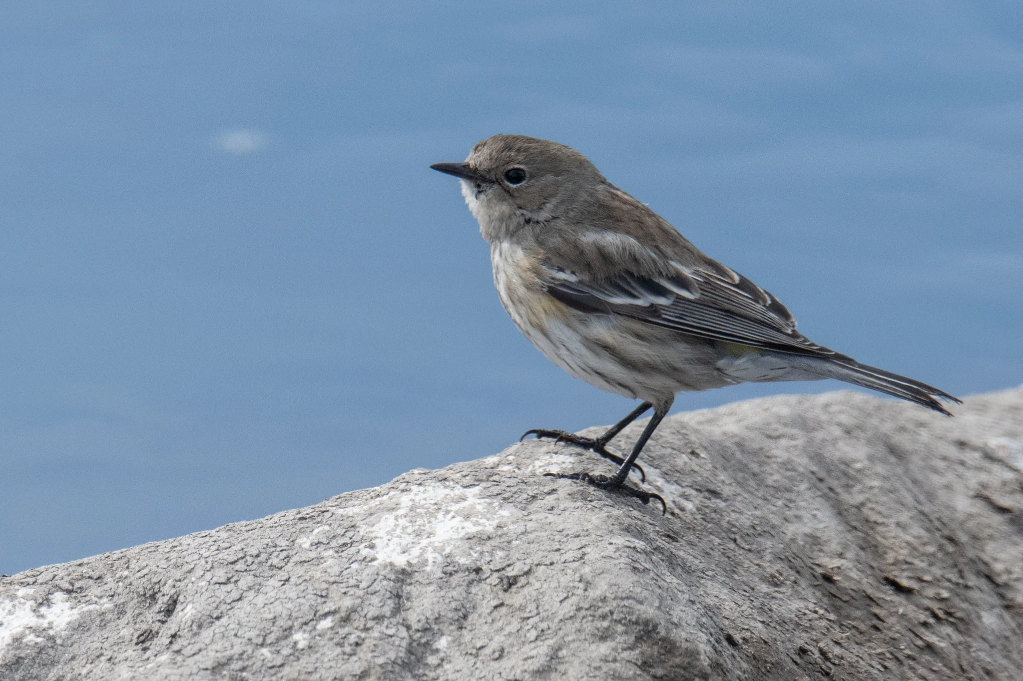 Yellow-rumped Warbler (Setophaga coronata)