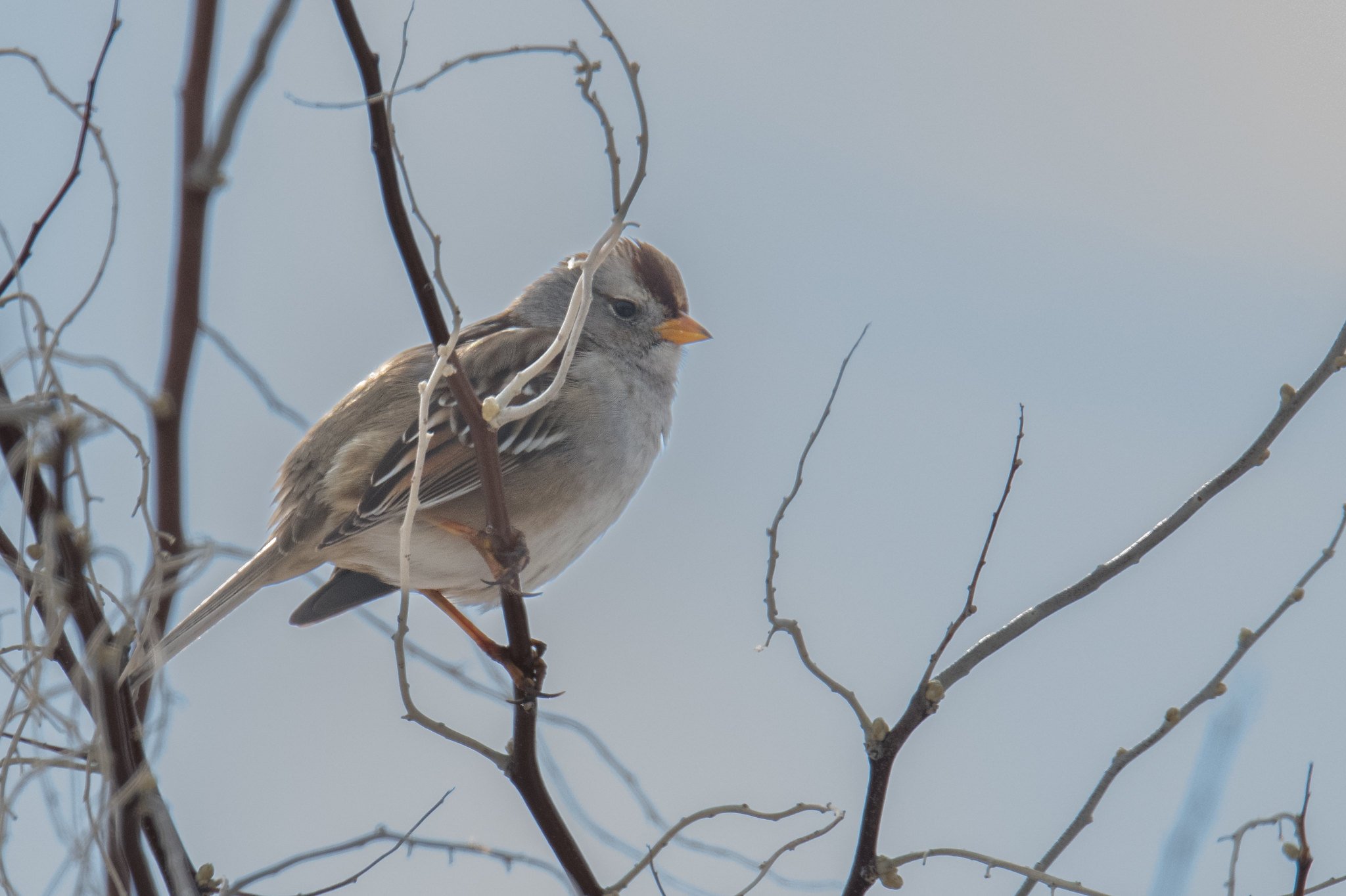 White-crowned Sparrow (Zonotrichia leucophrys)