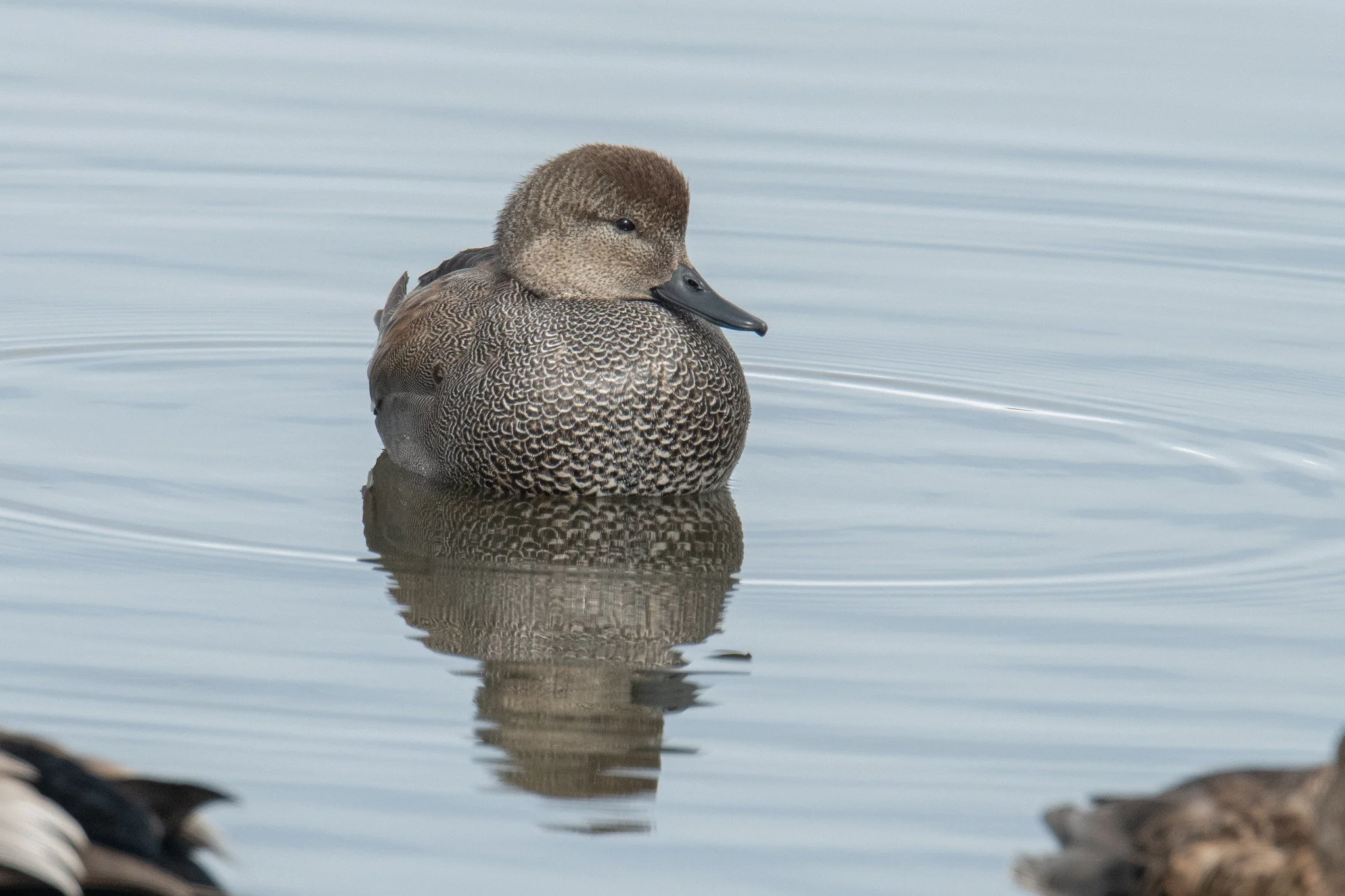 Gadwall (Mareca strepera)