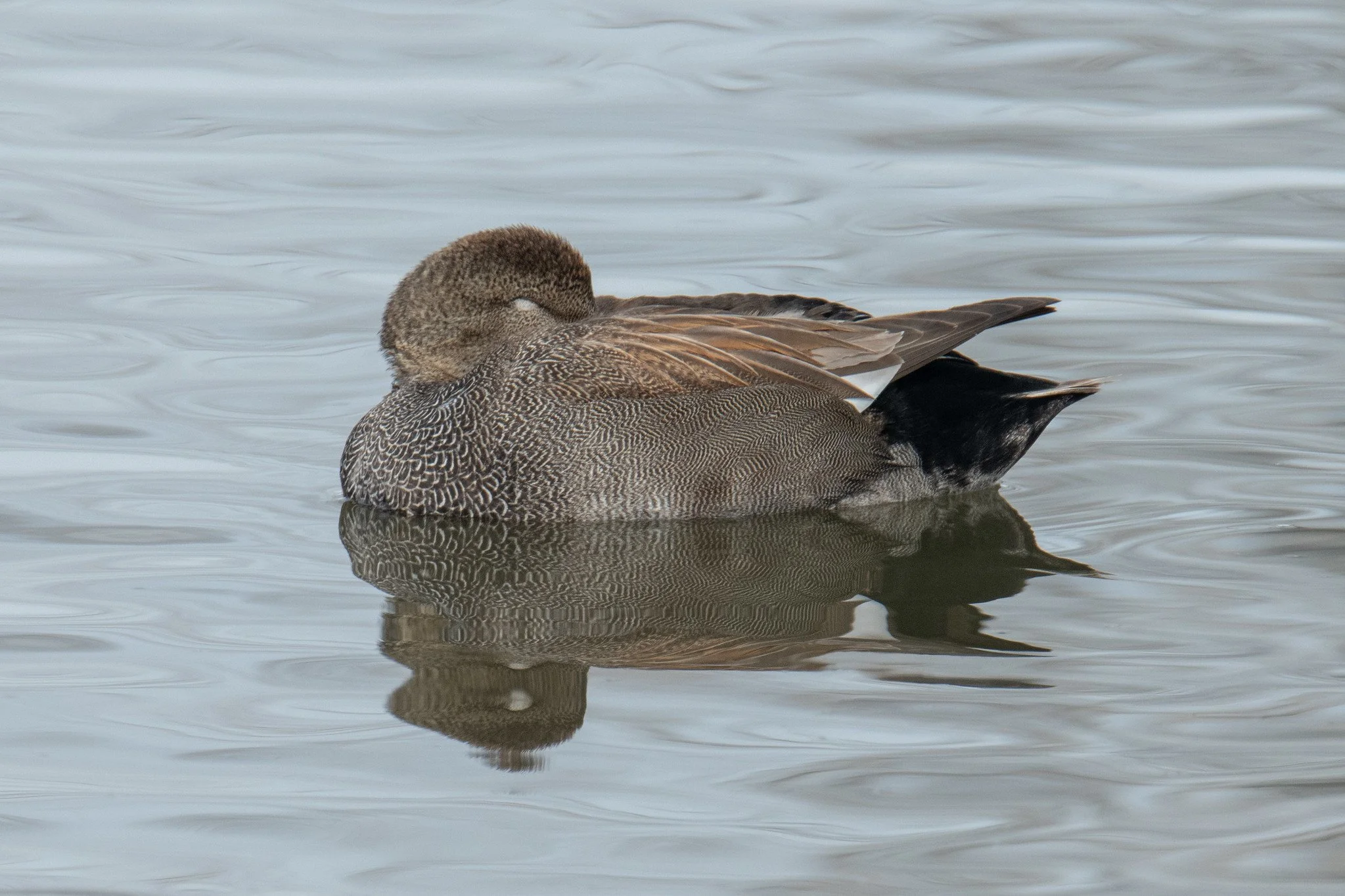 Gadwall (Mareca strepera)