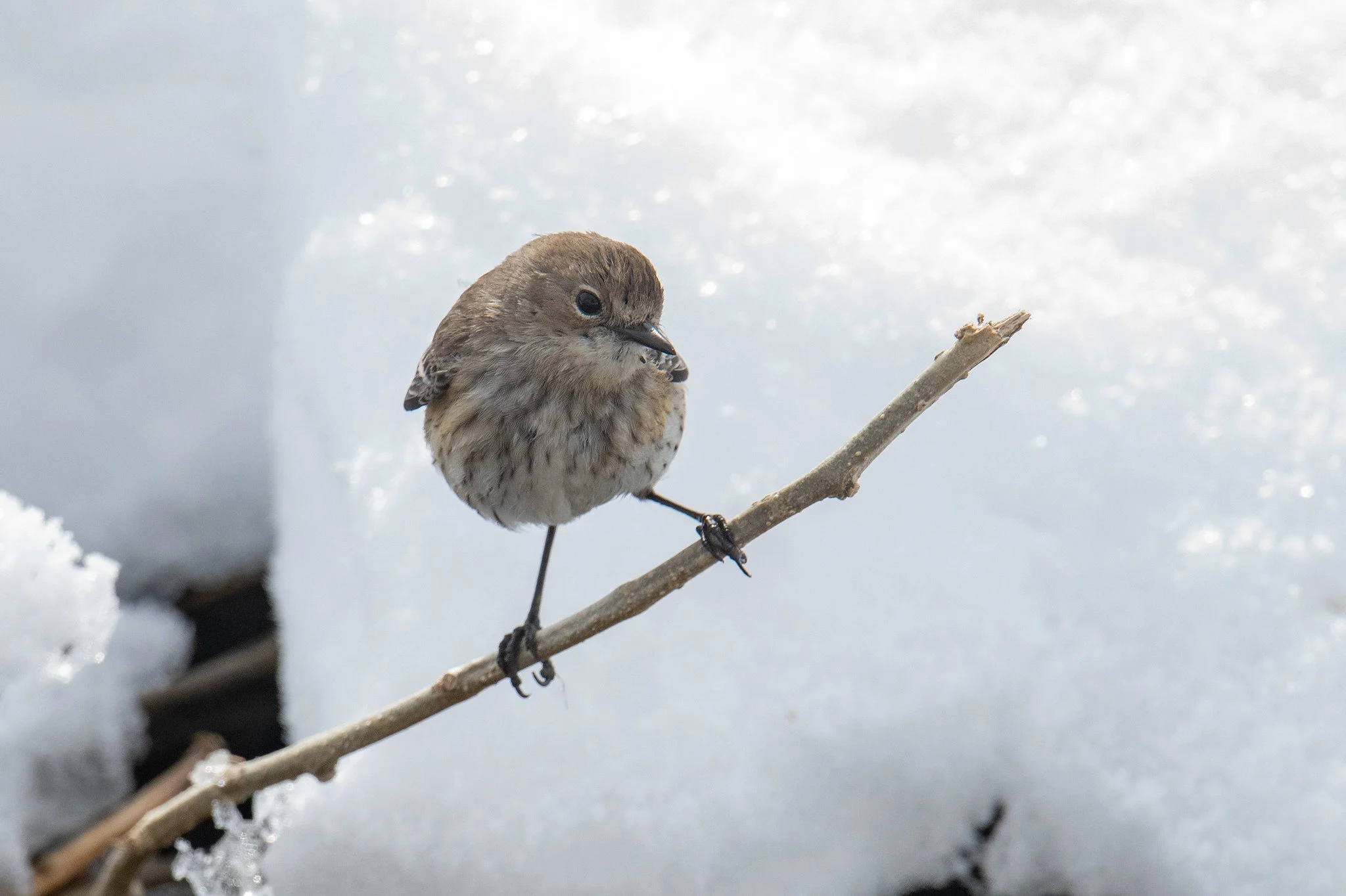 Yellow-rumped Warbler (Setophaga coronata)