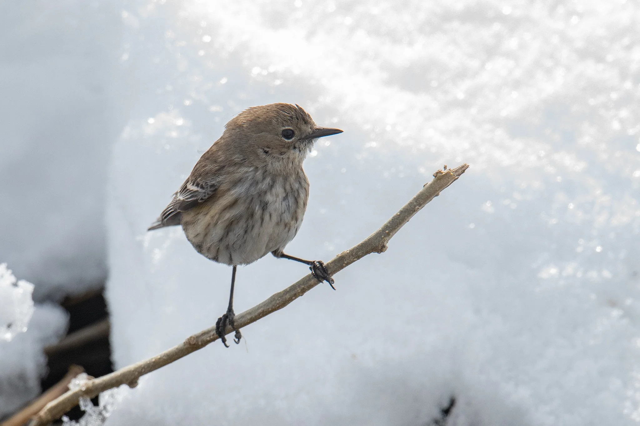Yellow-rumped Warbler (Setophaga coronata)