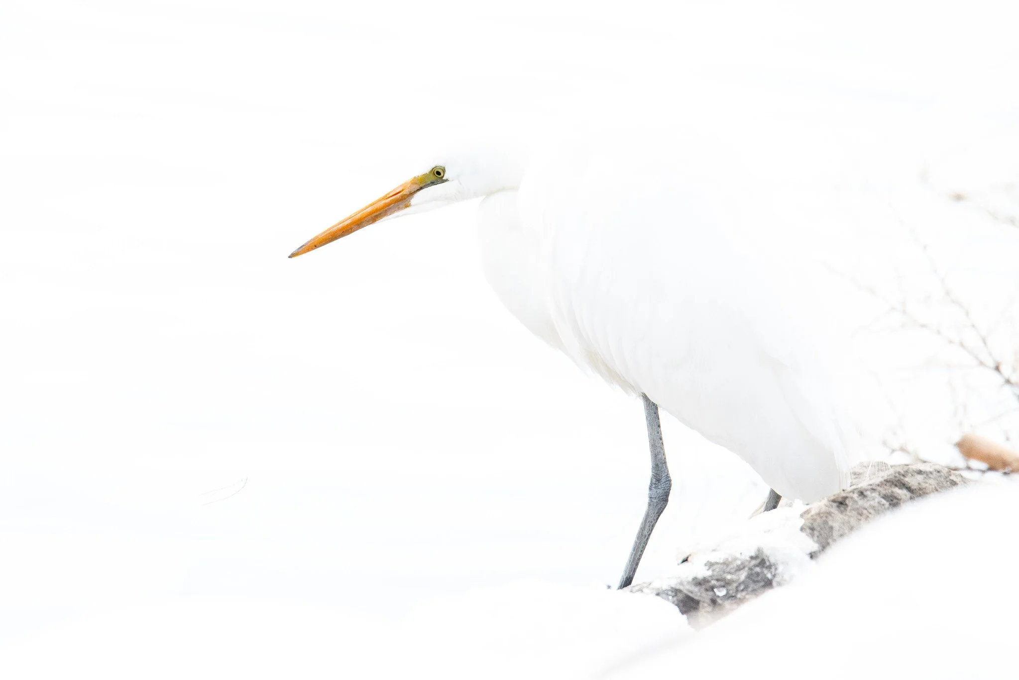 Great Egret (Ardea alba)