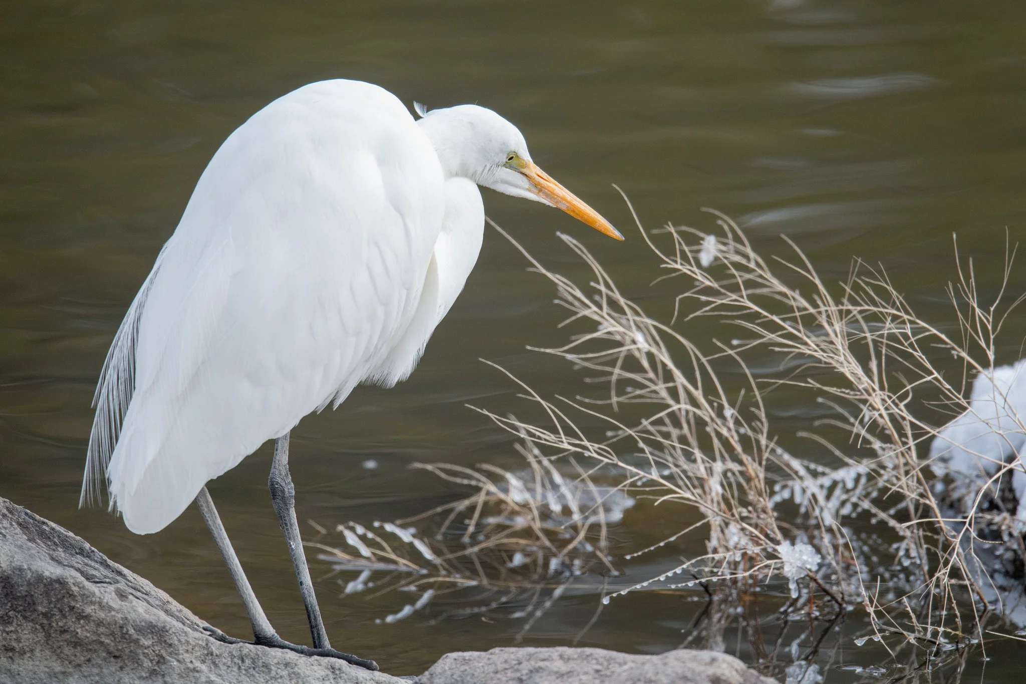 Great Egret (Ardea alba)