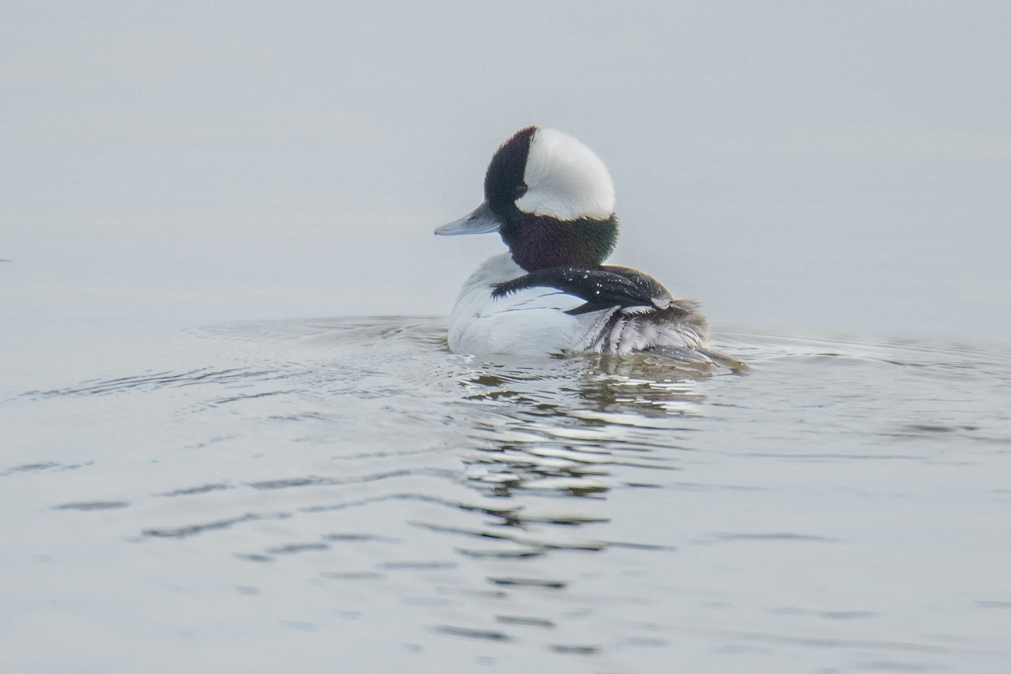 Bufflehead (Bucephala albeola)