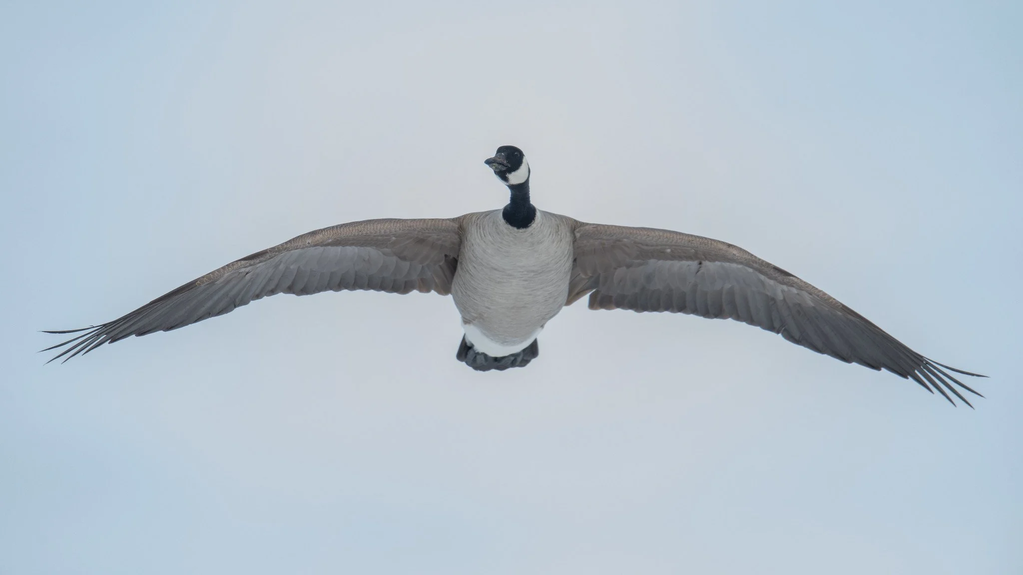 Canada Goose (Branta canadensis)