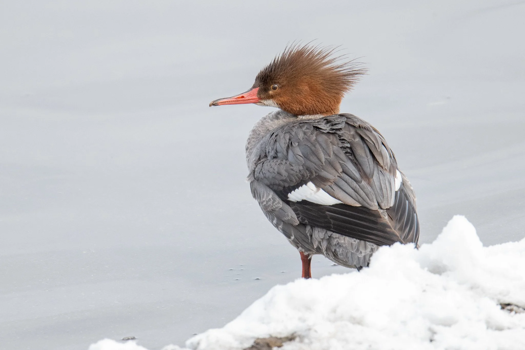 Common Merganser (Mergus merganser)