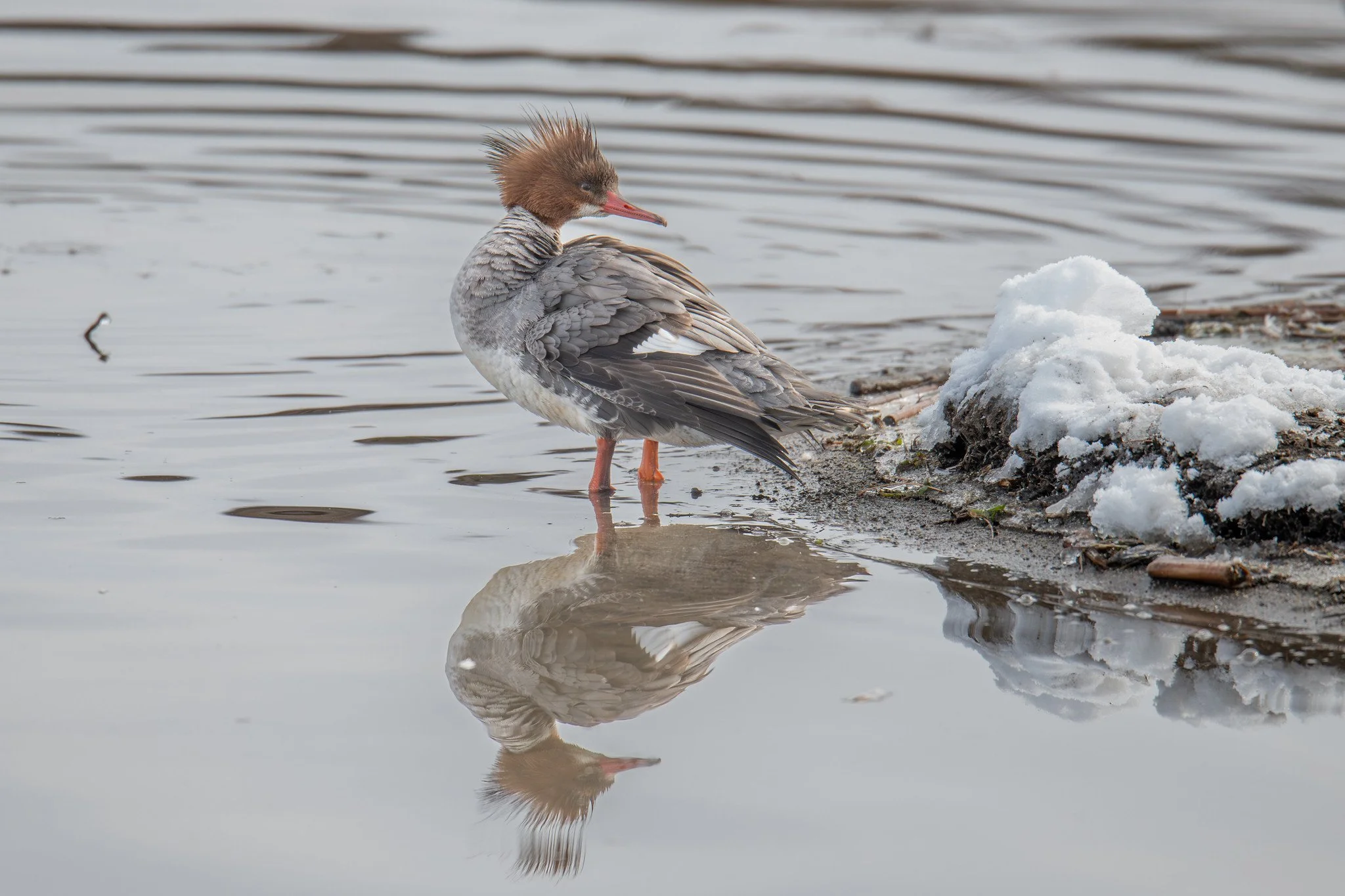 Common Merganser (Mergus merganser)