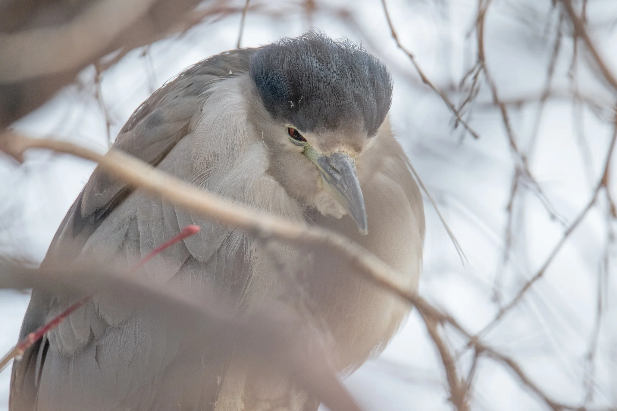 Black-crowned Night Heron (Nycticorax nycticorax)