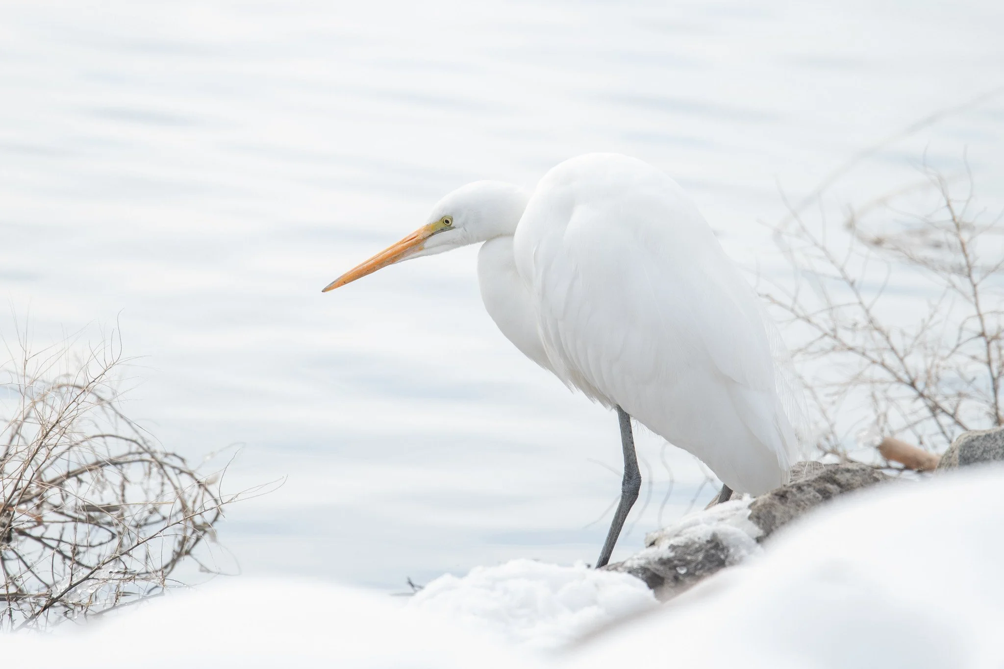 Great Egret (Ardea alba)