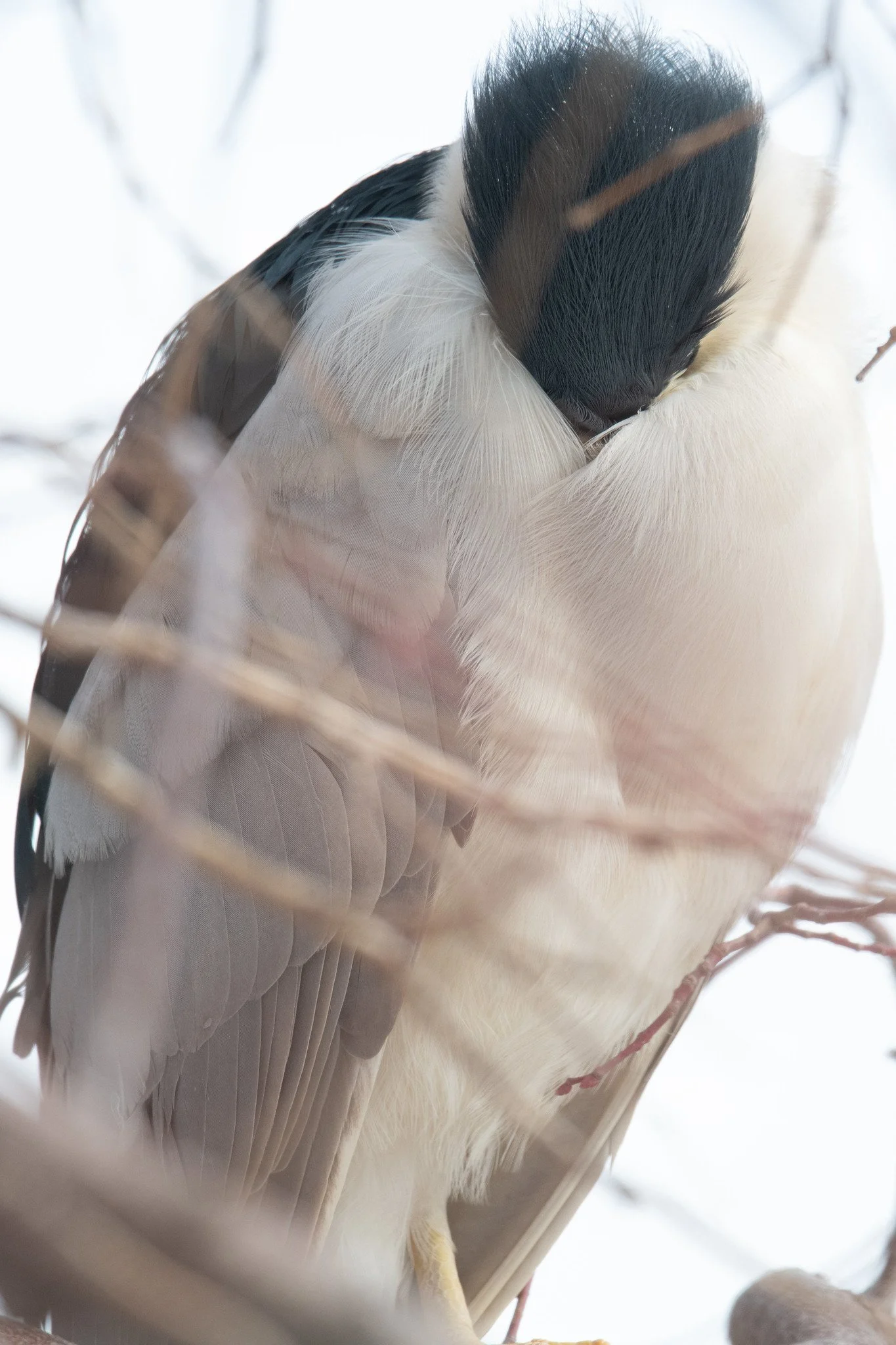 Black-crowned Night Heron (Nycticorax nycticorax)