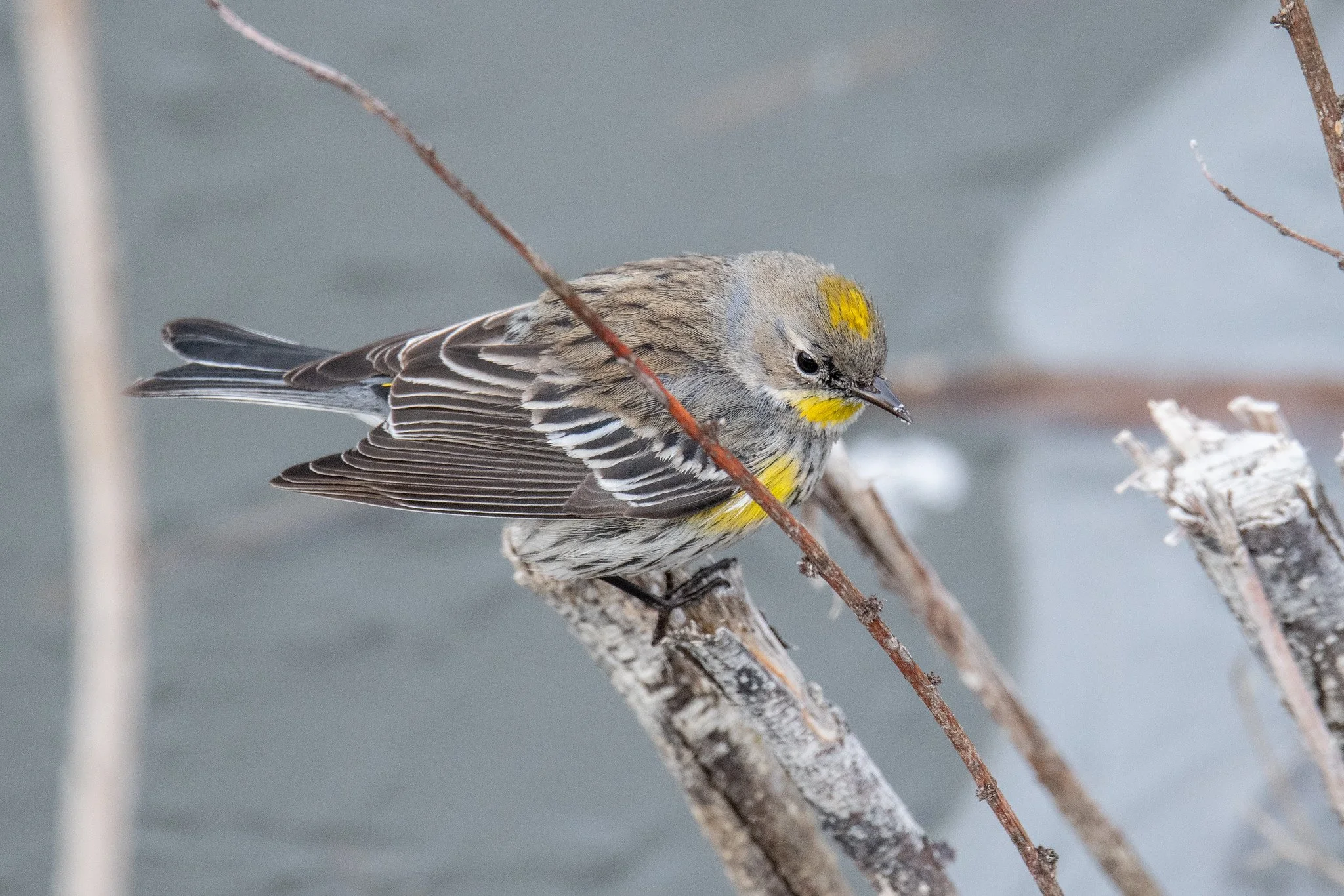 Yellow-rumped Warbler (Setophaga coronata)