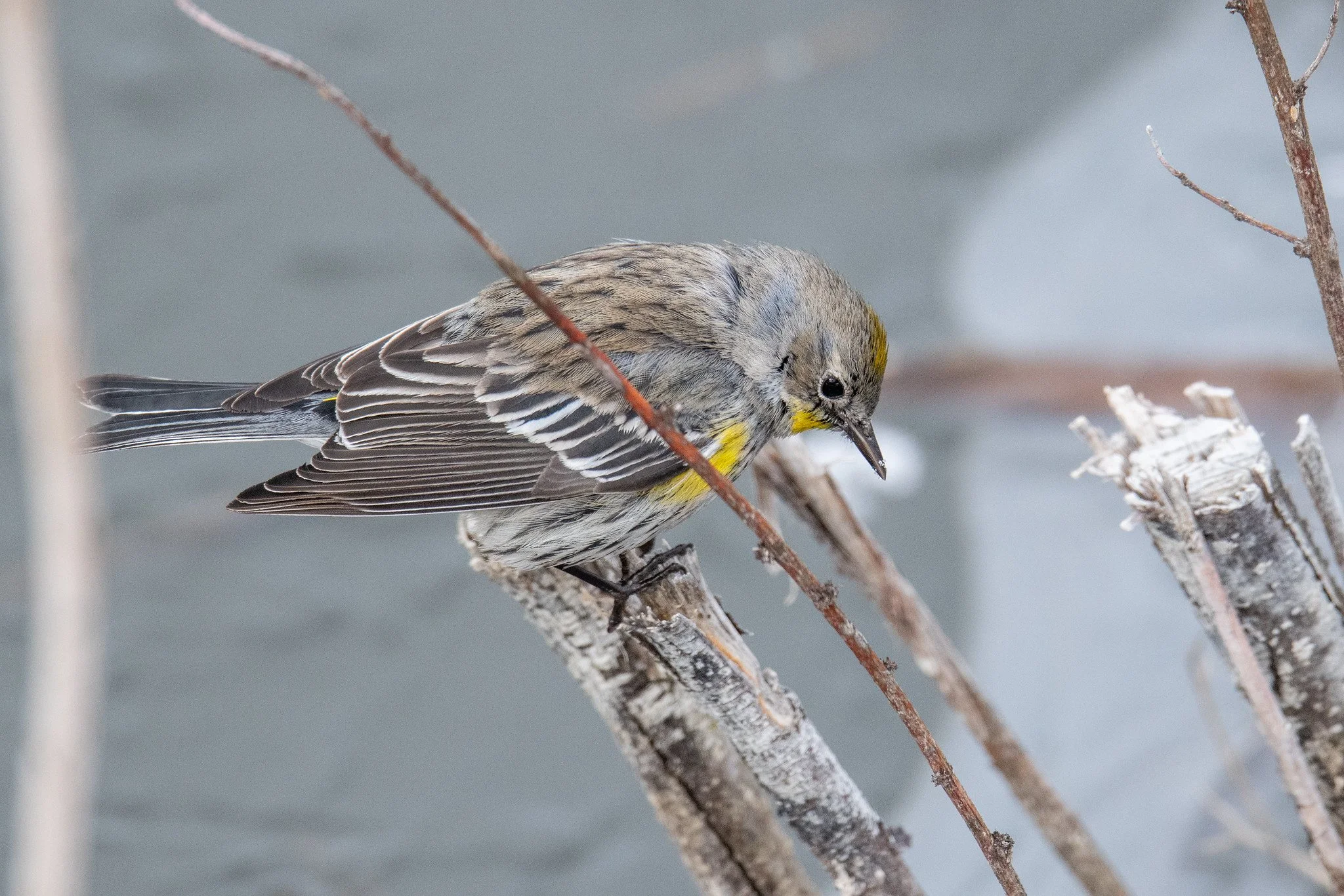 Yellow-rumped Warbler (Setophaga coronata)
