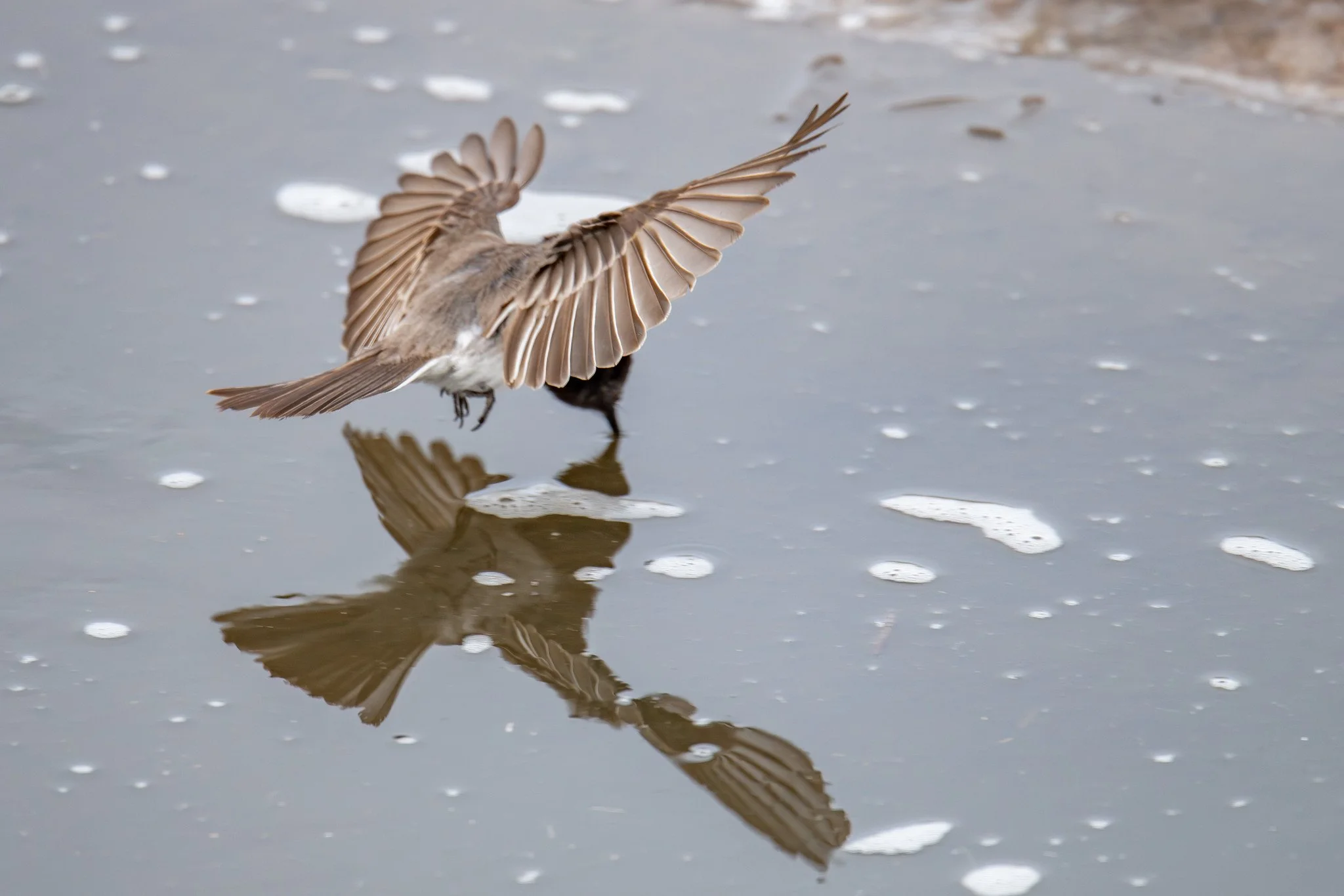 Black Phoebe (Sayornis nigricans)