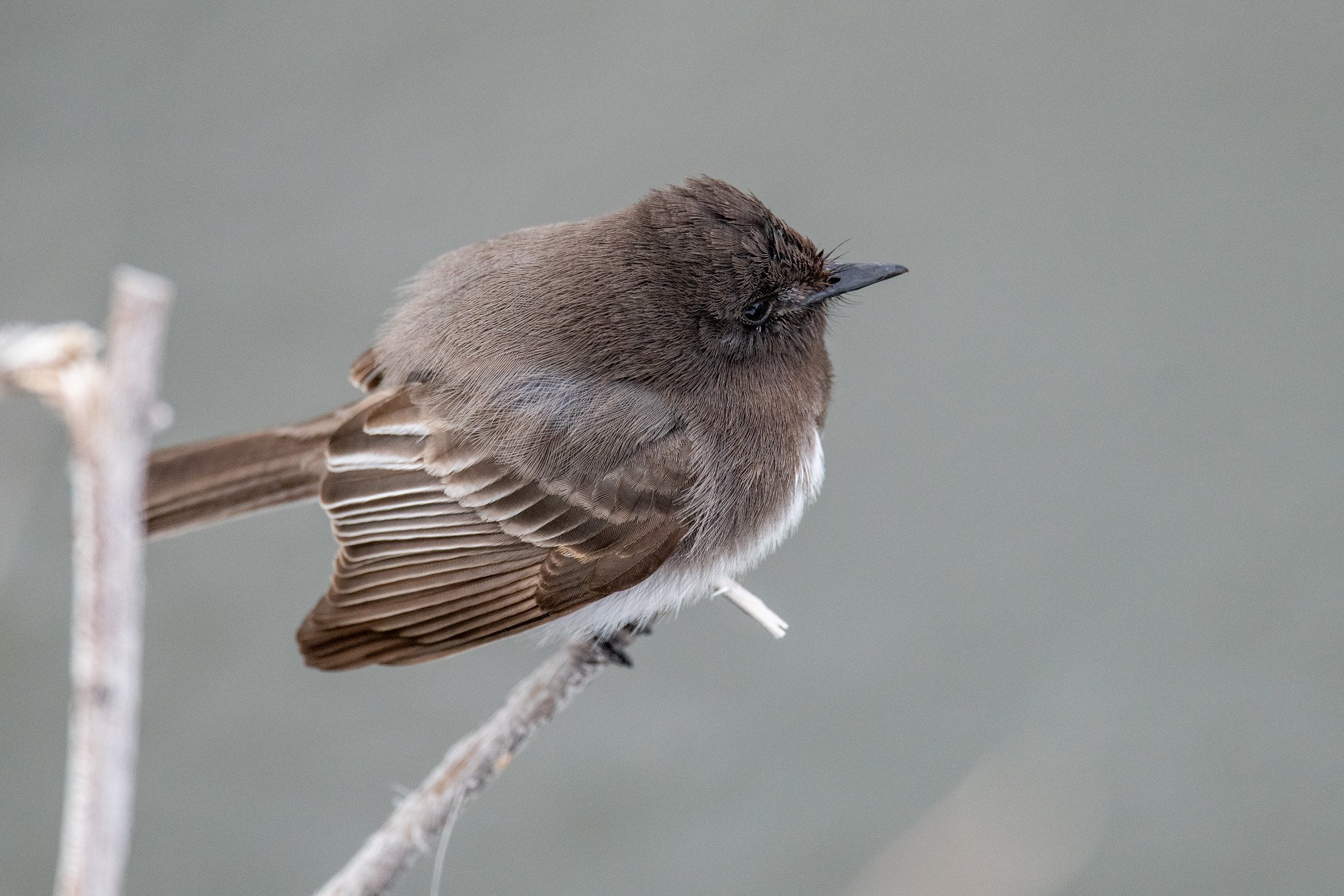 Black Phoebe (Sayornis nigricans)