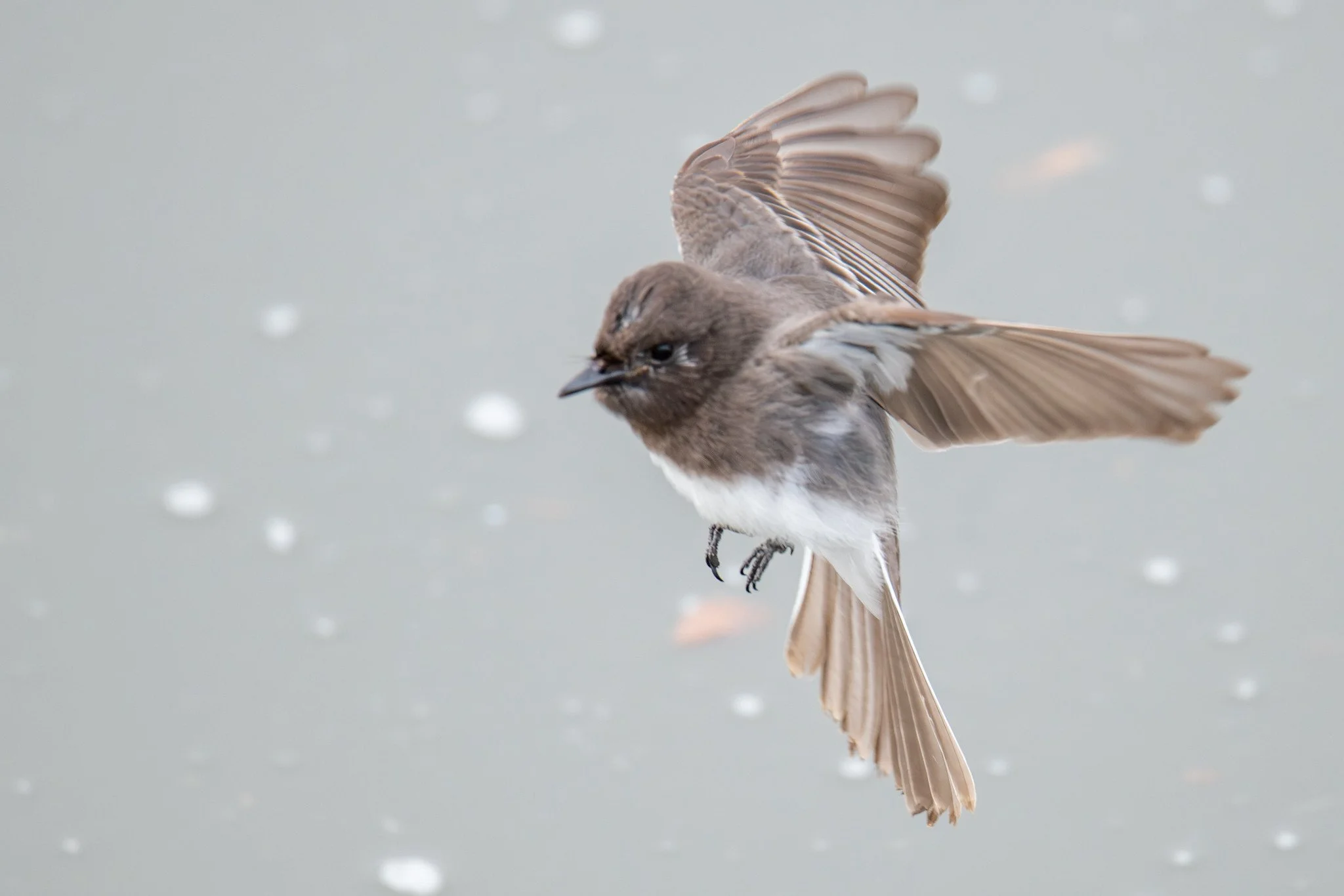 Black Phoebe (Sayornis nigricans)