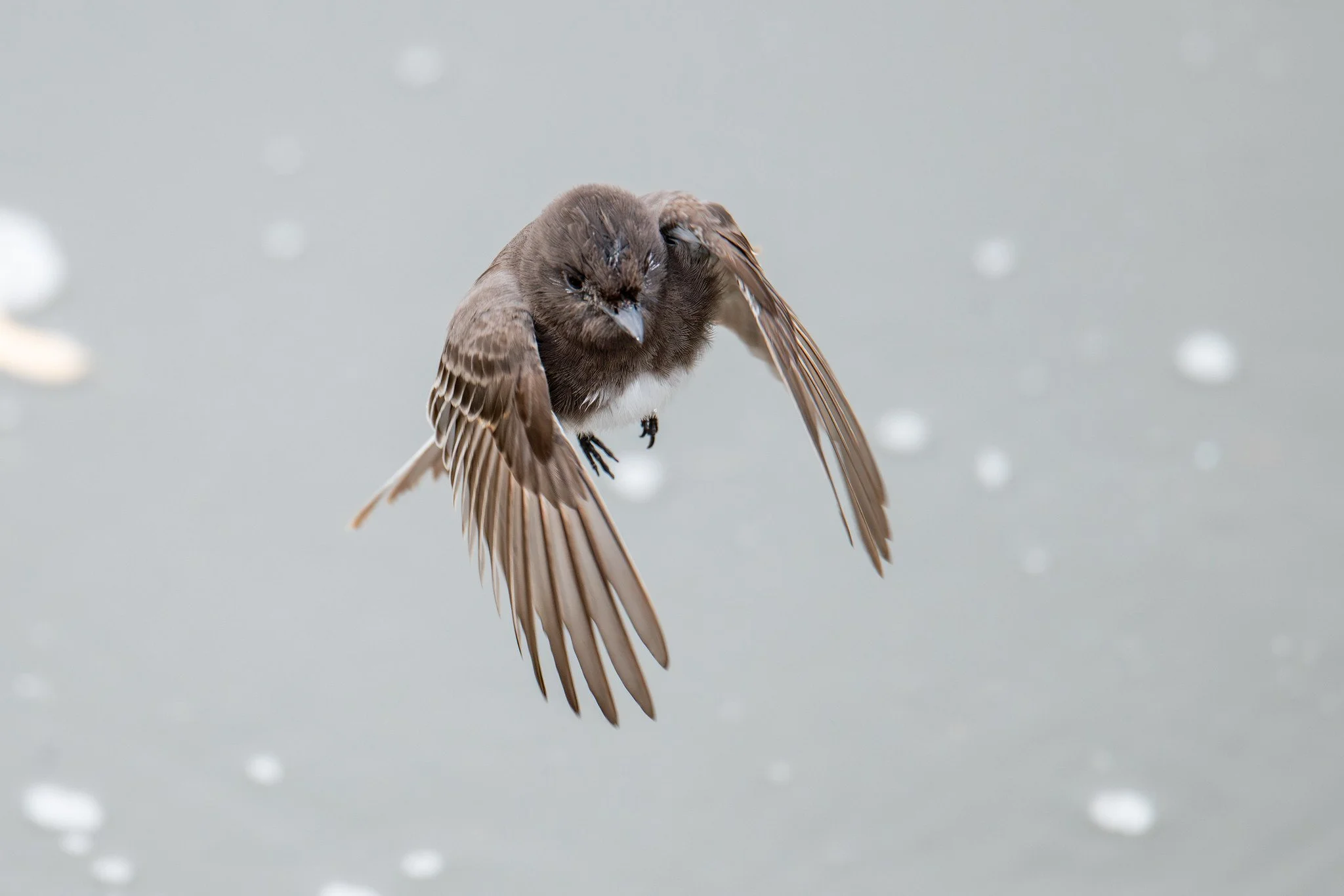 Black Phoebe (Sayornis nigricans)