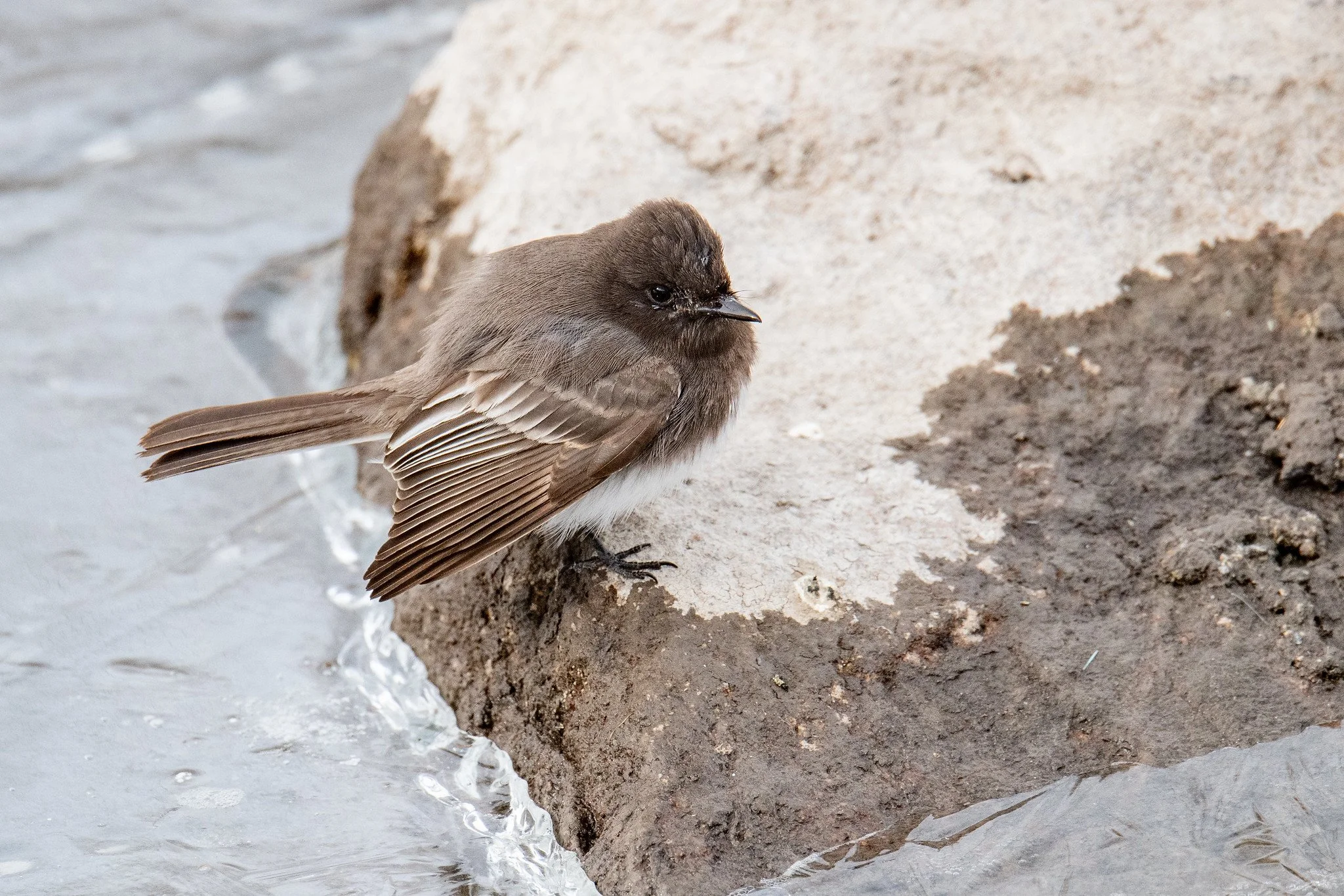 Black Phoebe (Sayornis nigricans)