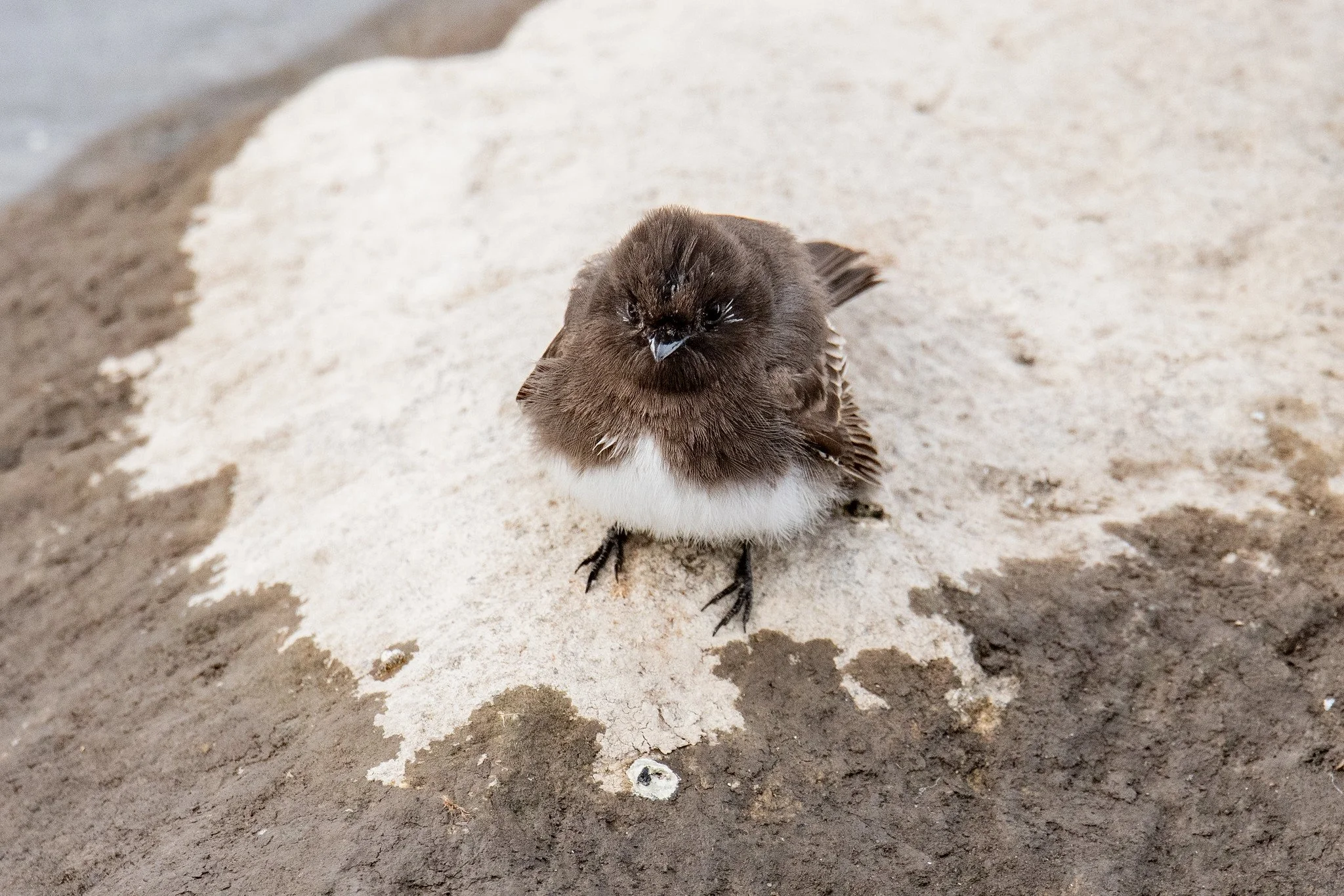 Black Phoebe (Sayornis nigricans)