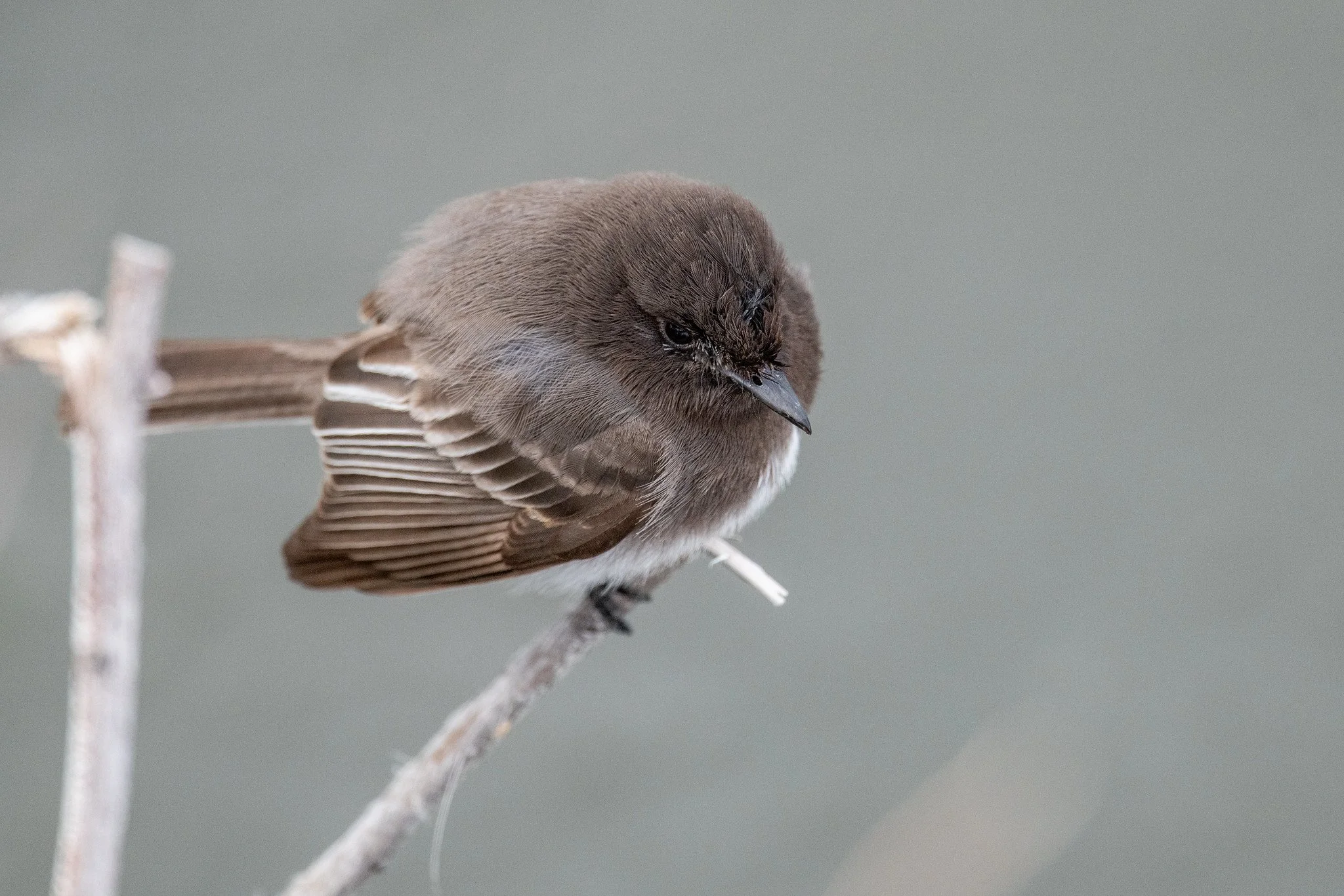 Black Phoebe (Sayornis nigricans)