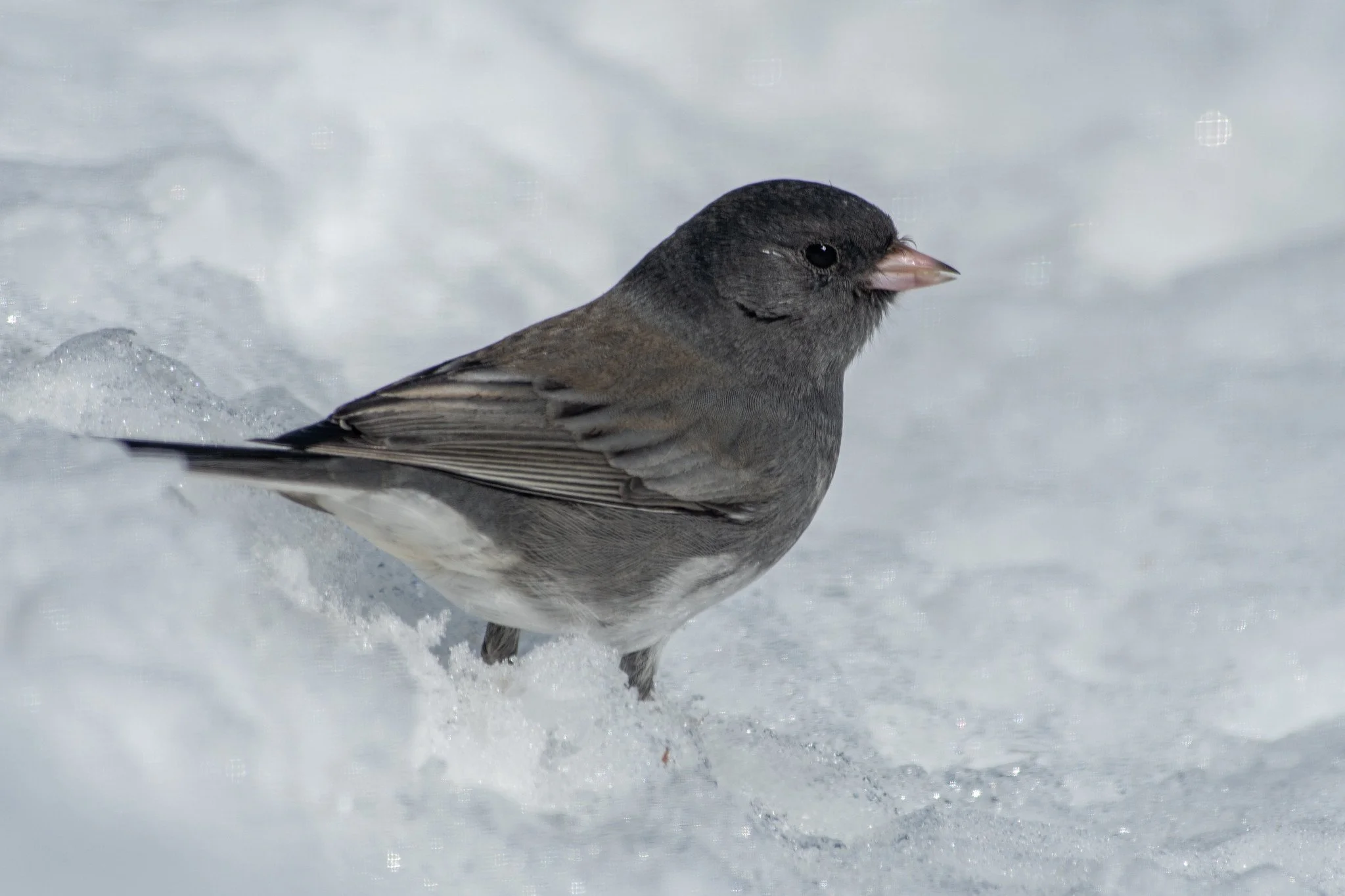 Dark-eyed Junco, Slate-colored (Junco hyemalis hyemalis/carolinensis)