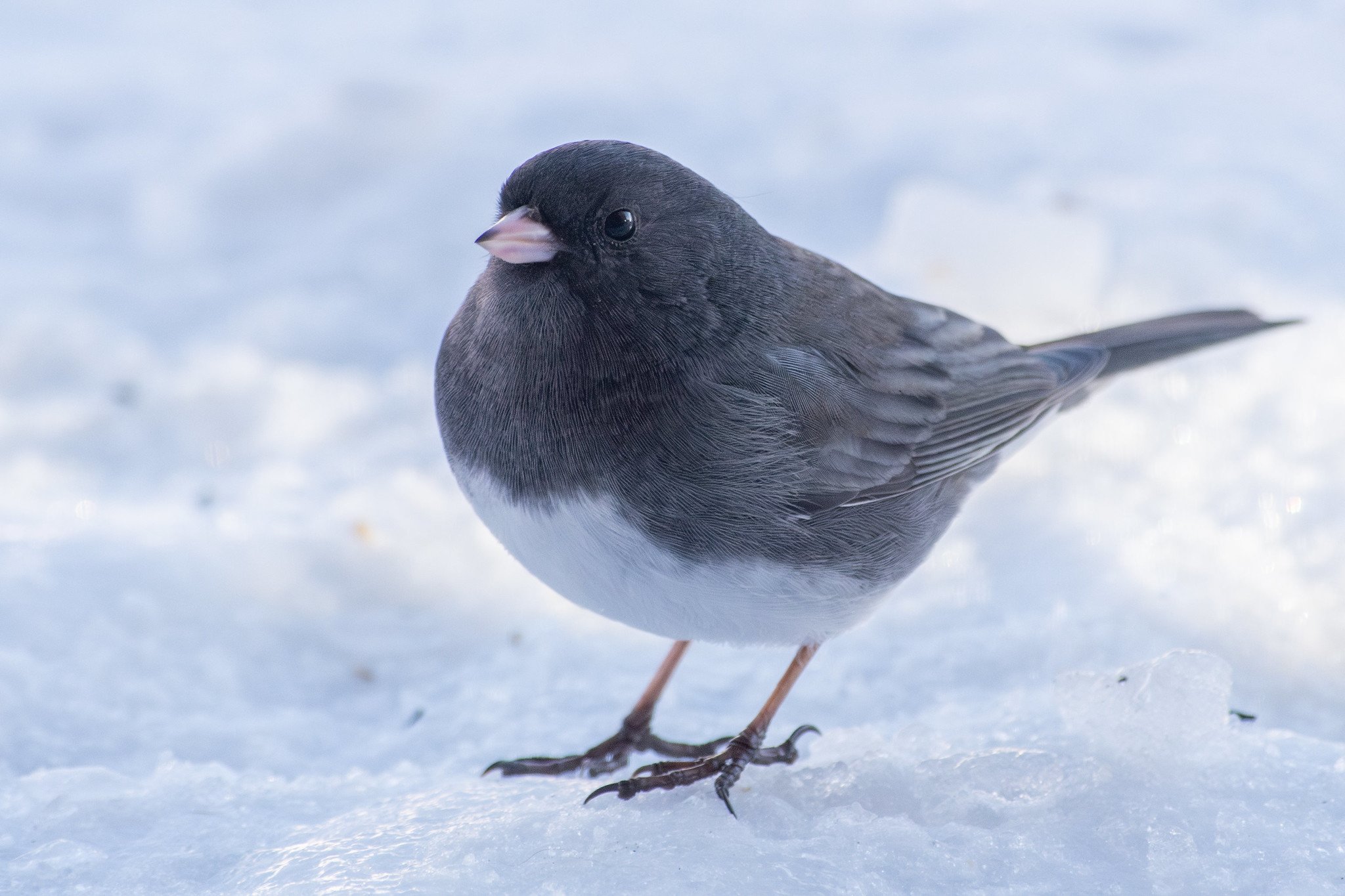 Dark-eyed Junco, Slate-colored (Junco hyemalis hyemalis/carolinensis)