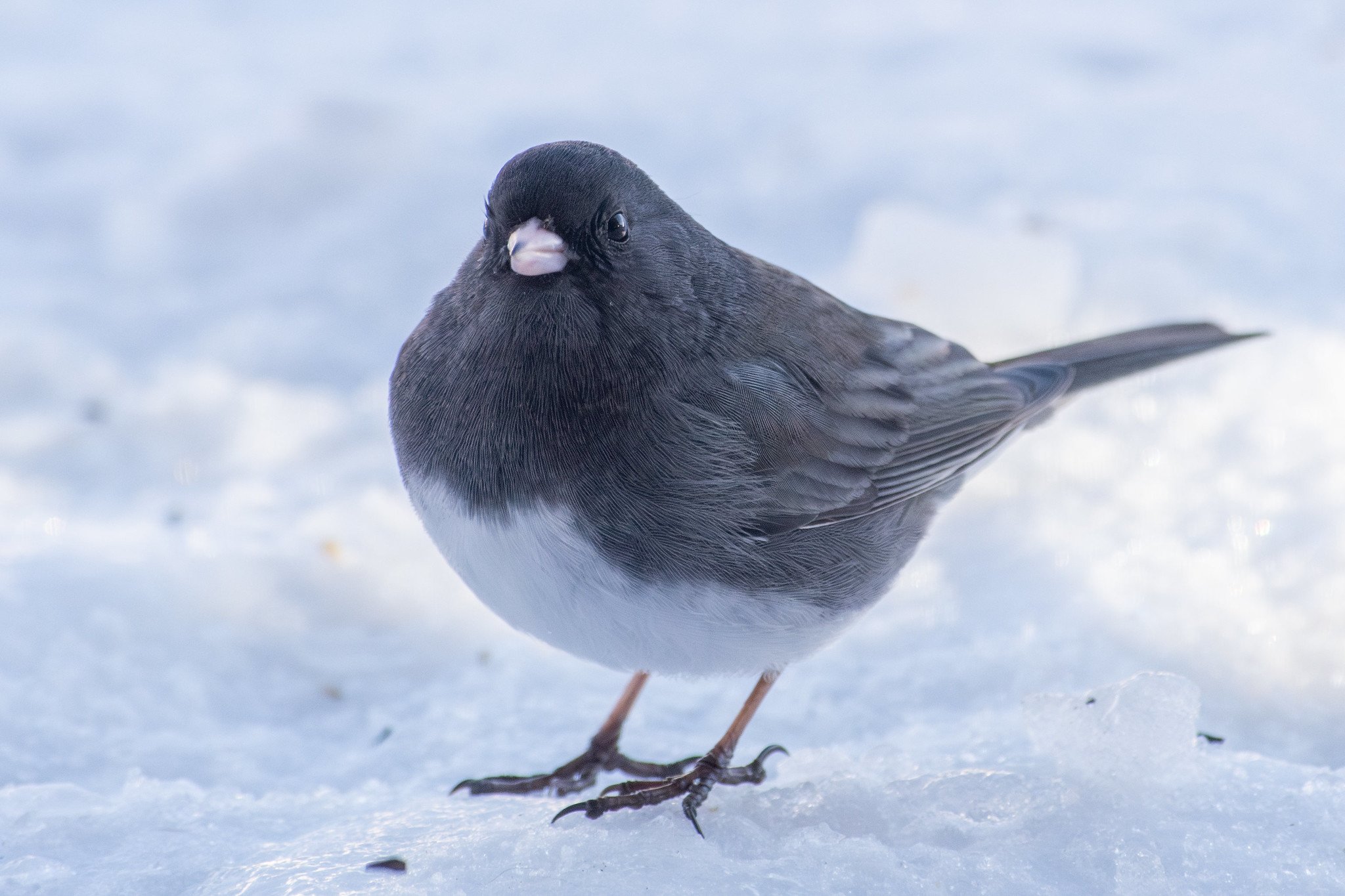 Dark-eyed Junco, Slate-colored (Junco hyemalis hyemalis/carolinensis)