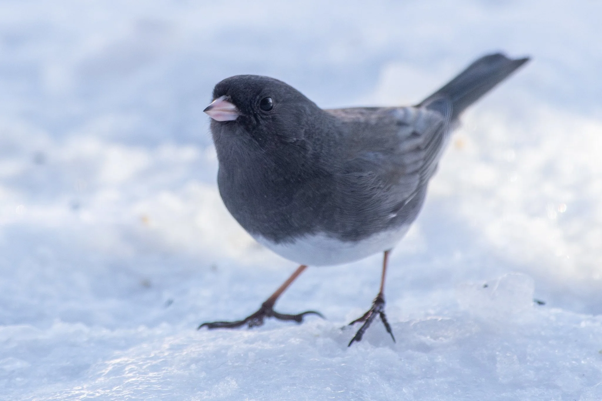 Dark-eyed Junco, Slate-colored (Junco hyemalis hyemalis/carolinensis)