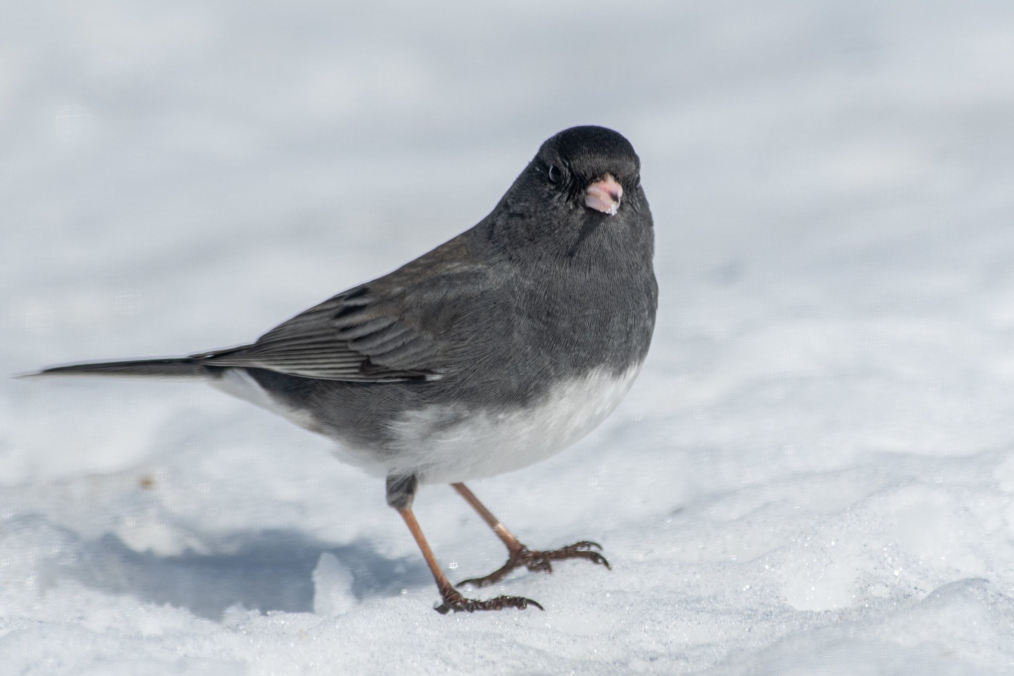 Dark-eyed Junco, Slate-colored (Junco hyemalis hyemalis/carolinensis)