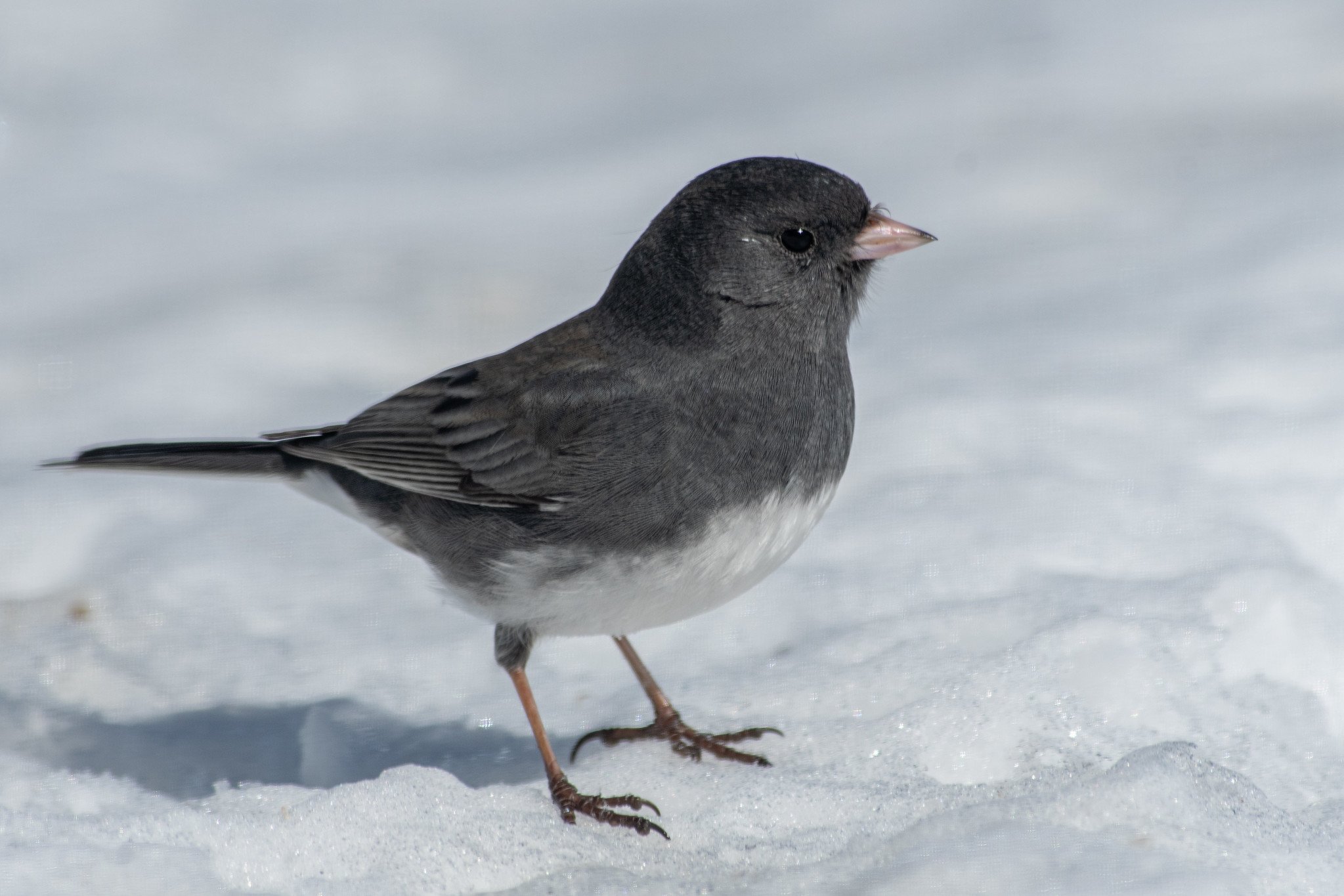 Dark-eyed Junco, Slate-colored (Junco hyemalis hyemalis/carolinensis)