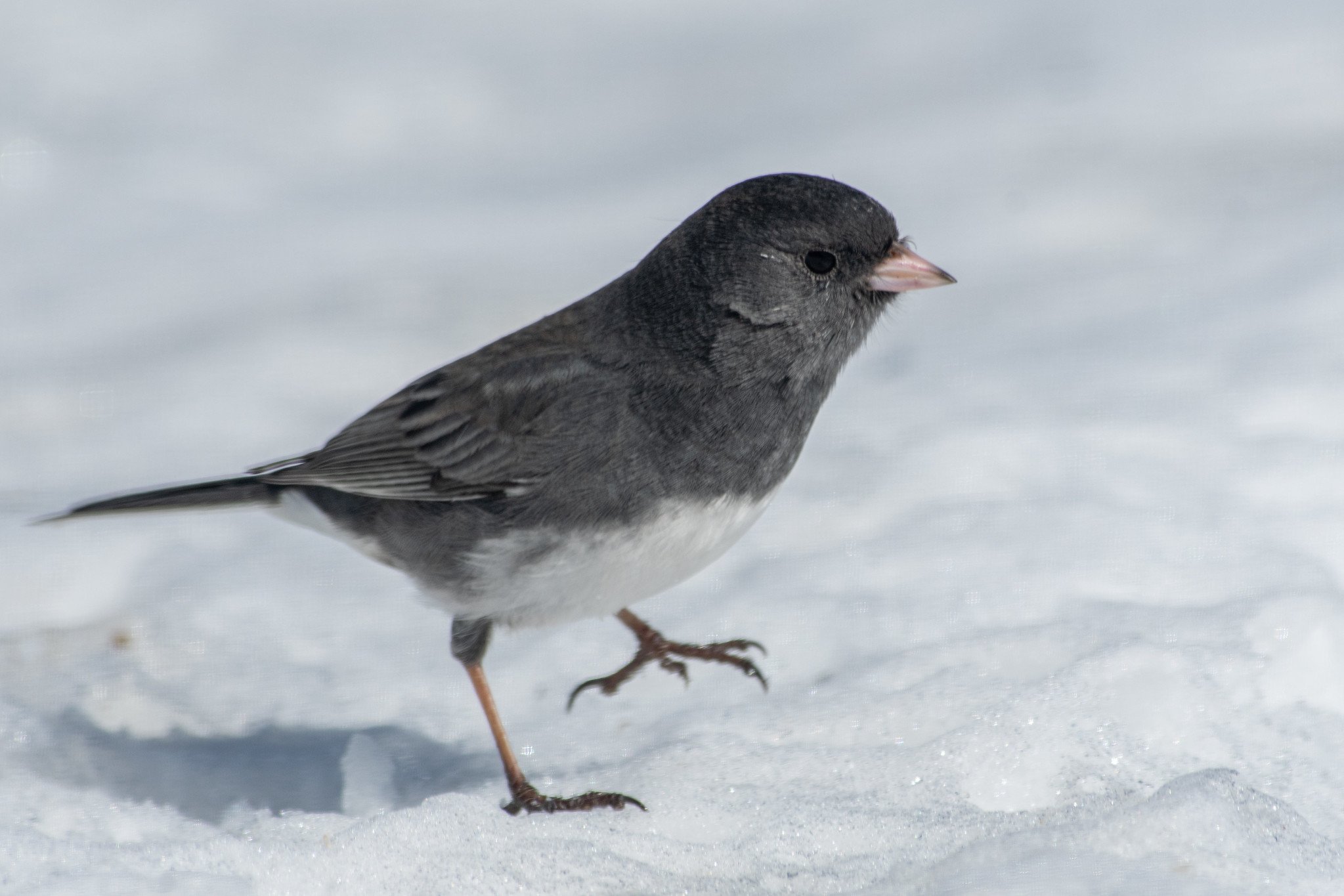 Dark-eyed Junco, Slate-colored (Junco hyemalis hyemalis/carolinensis)