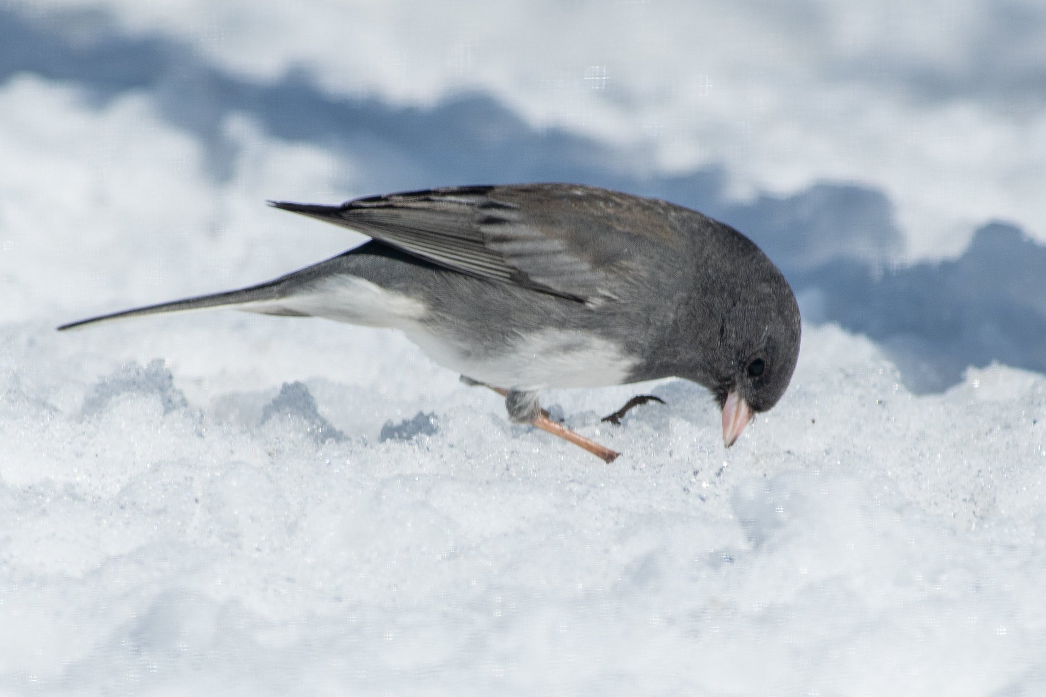 Dark-eyed Junco, Slate-colored (Junco hyemalis hyemalis/carolinensis)