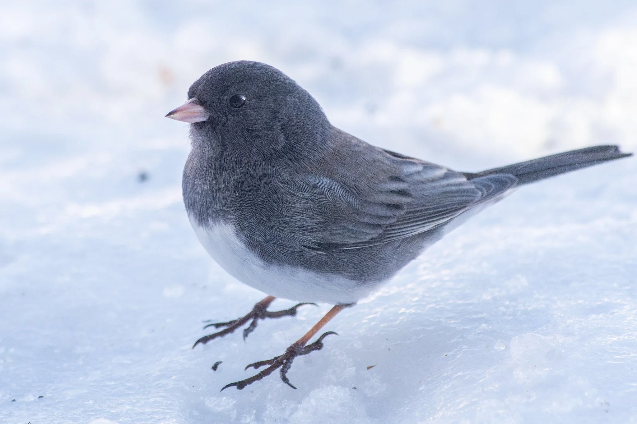Dark-eyed Junco, Slate-colored (Junco hyemalis hyemalis/carolinensis)