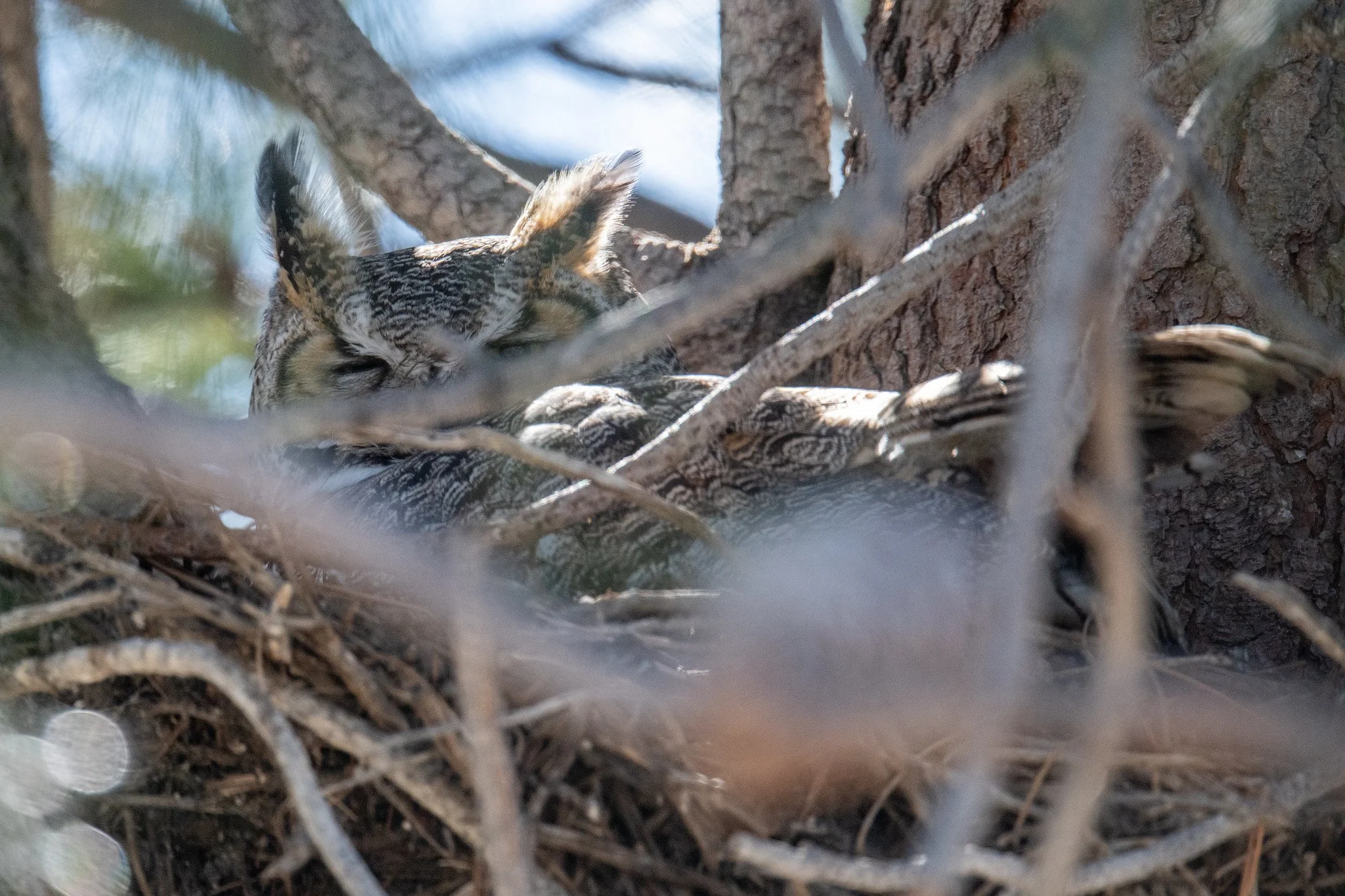Great Horned Owl (Bubo virginianus)