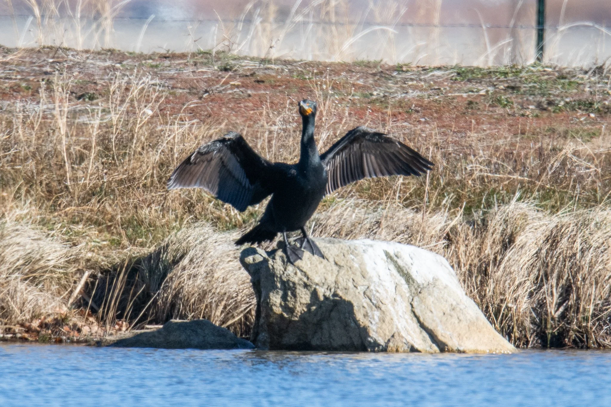 Double-crested Cormorant (Nannopterum auritum)