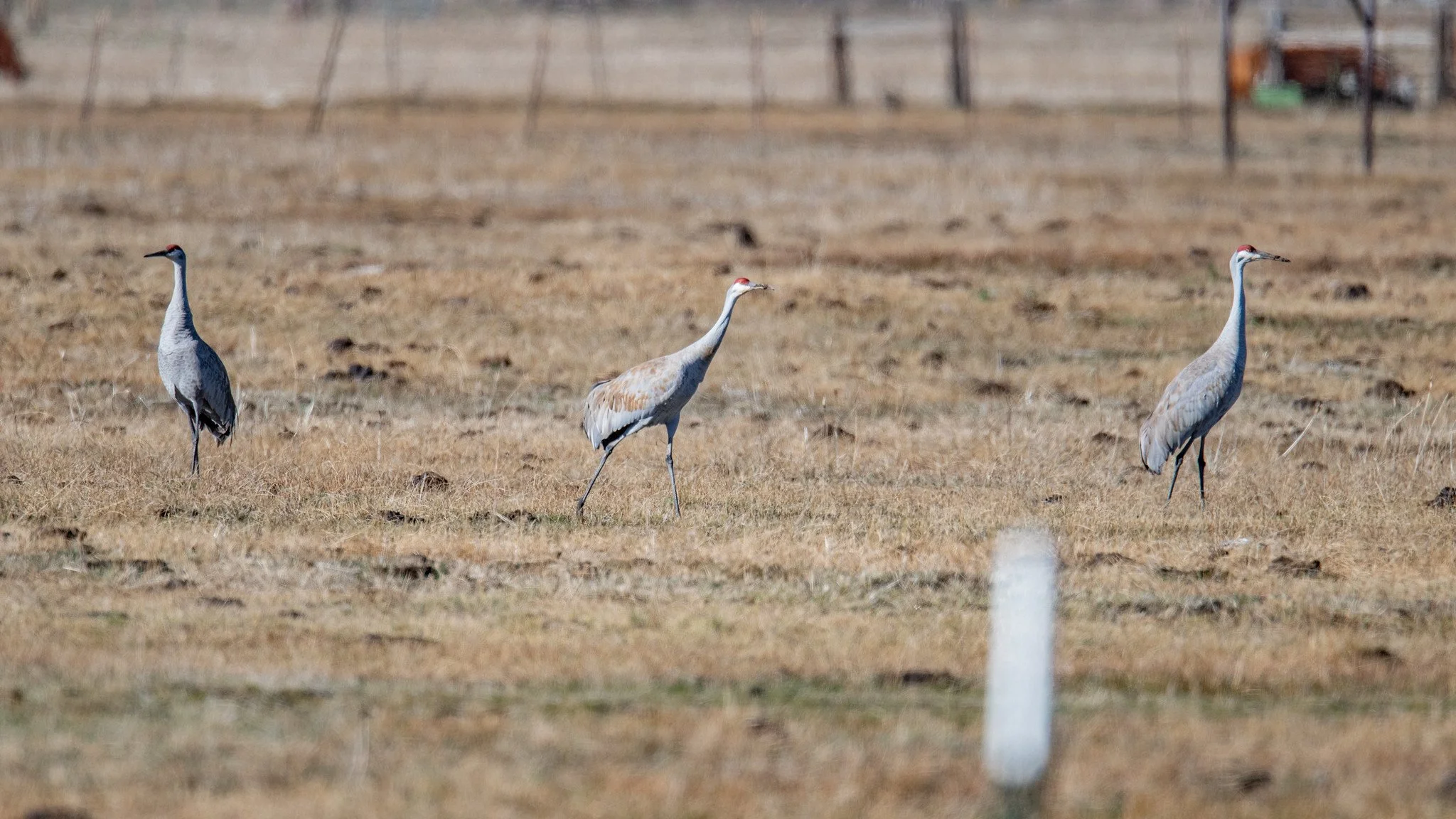 Sandhill Crane (Antigone canadensis)
