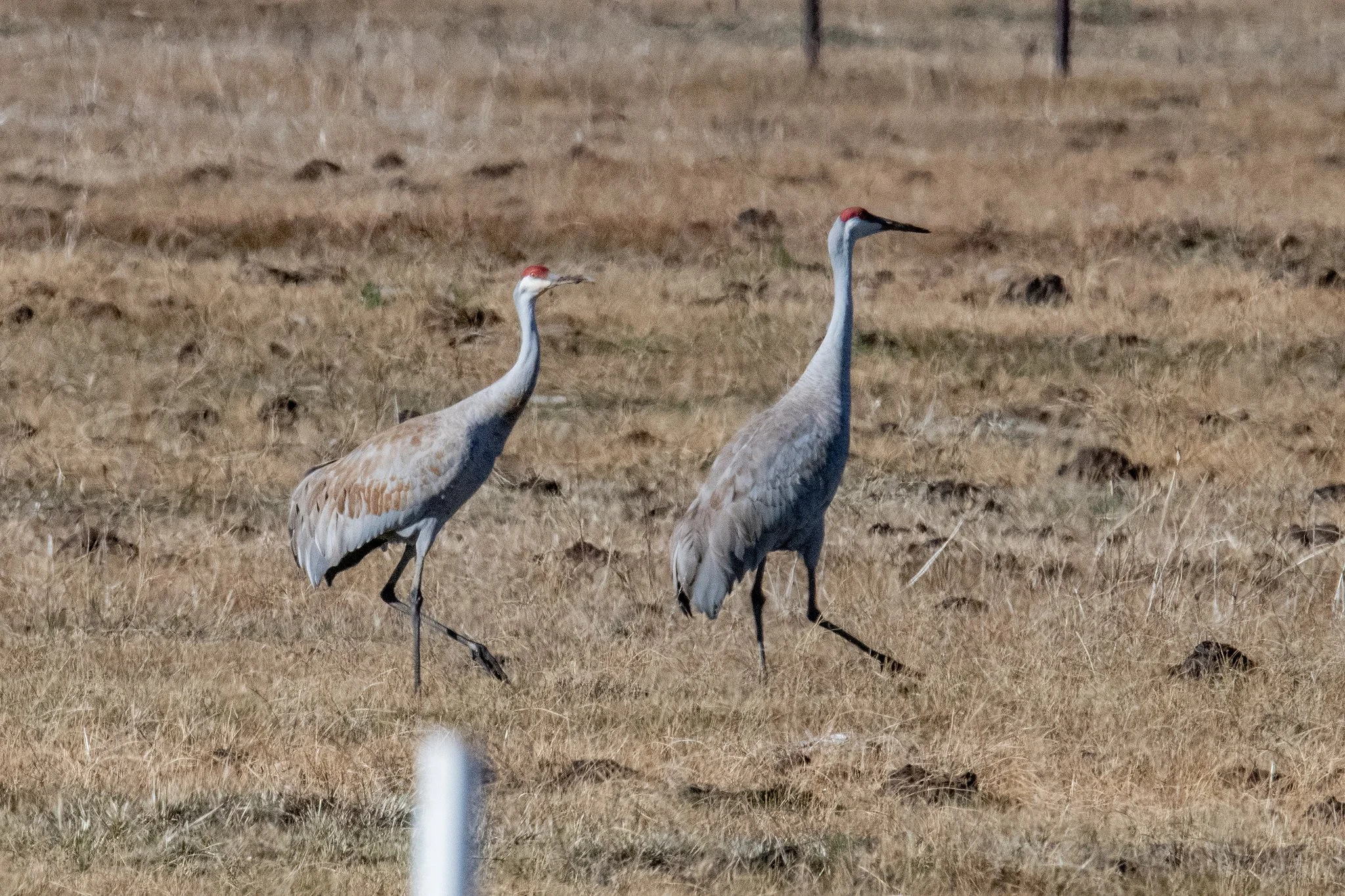 Sandhill Crane (Antigone canadensis)