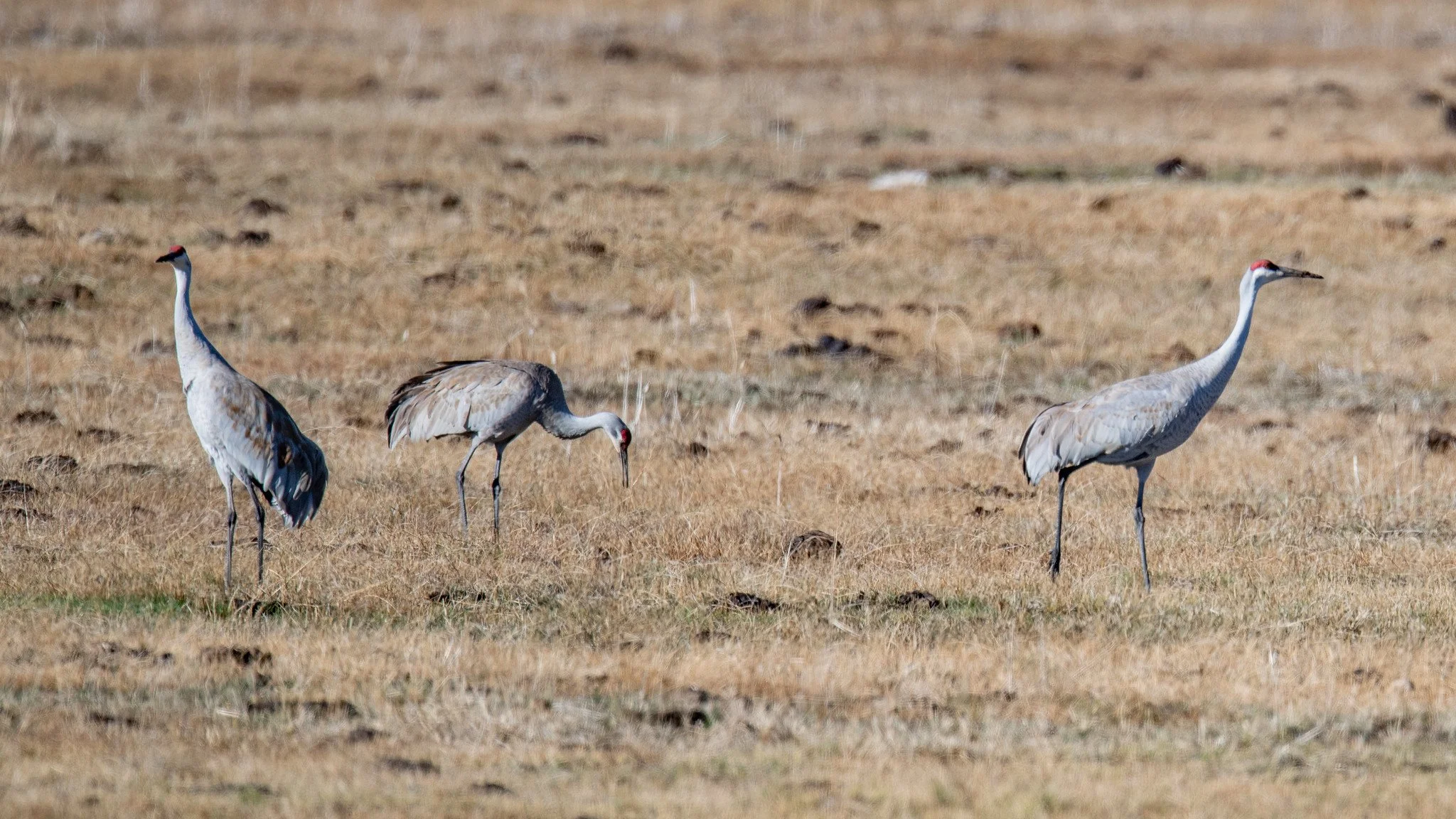 Sandhill Crane (Antigone canadensis)