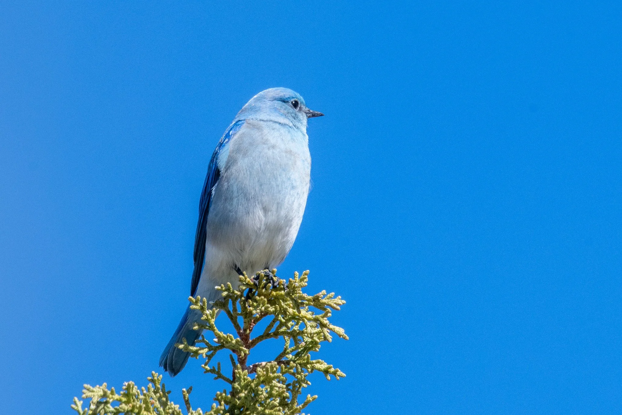 Mountain Bluebird (Sialia currucoides)