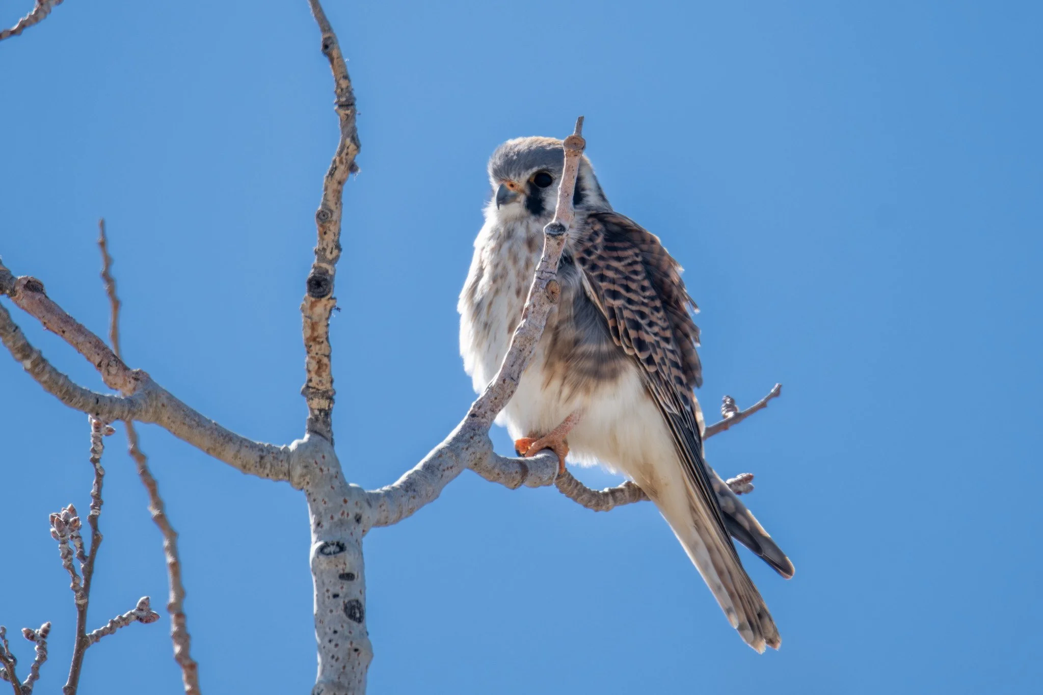American Kestrel (Falco sparverius)