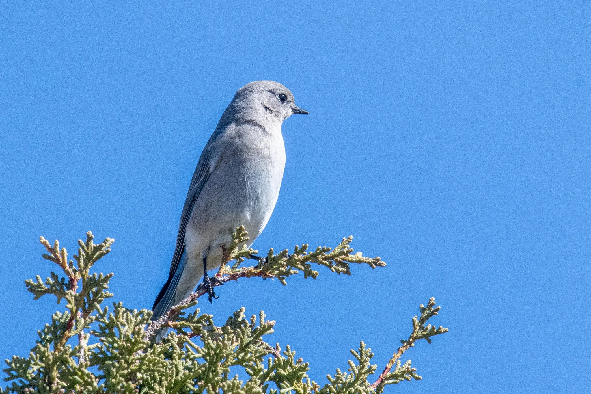 Mountain Bluebird (Sialia currucoides)