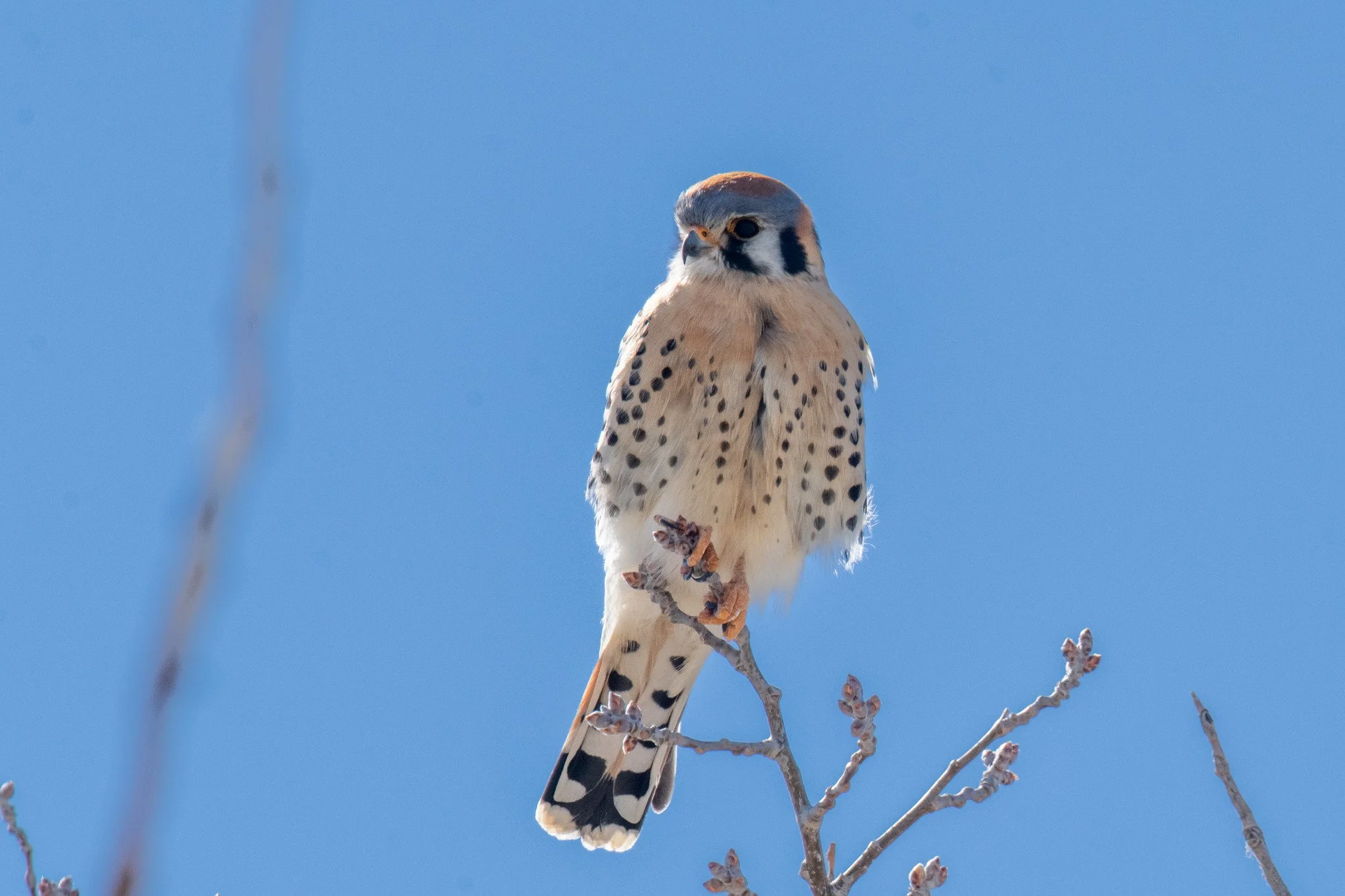 American Kestrel (Falco sparverius)