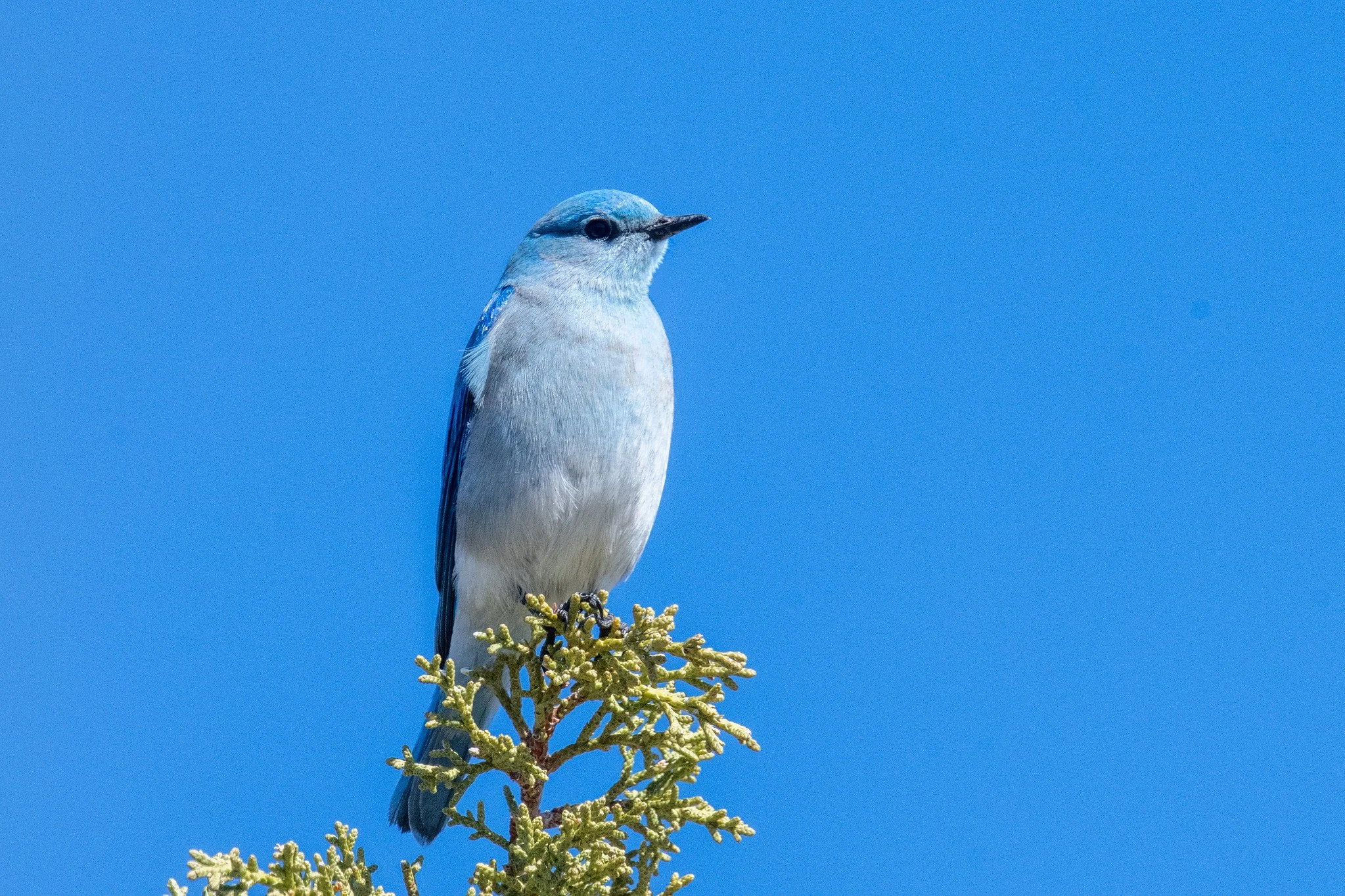 Mountain Bluebird (Sialia currucoides)